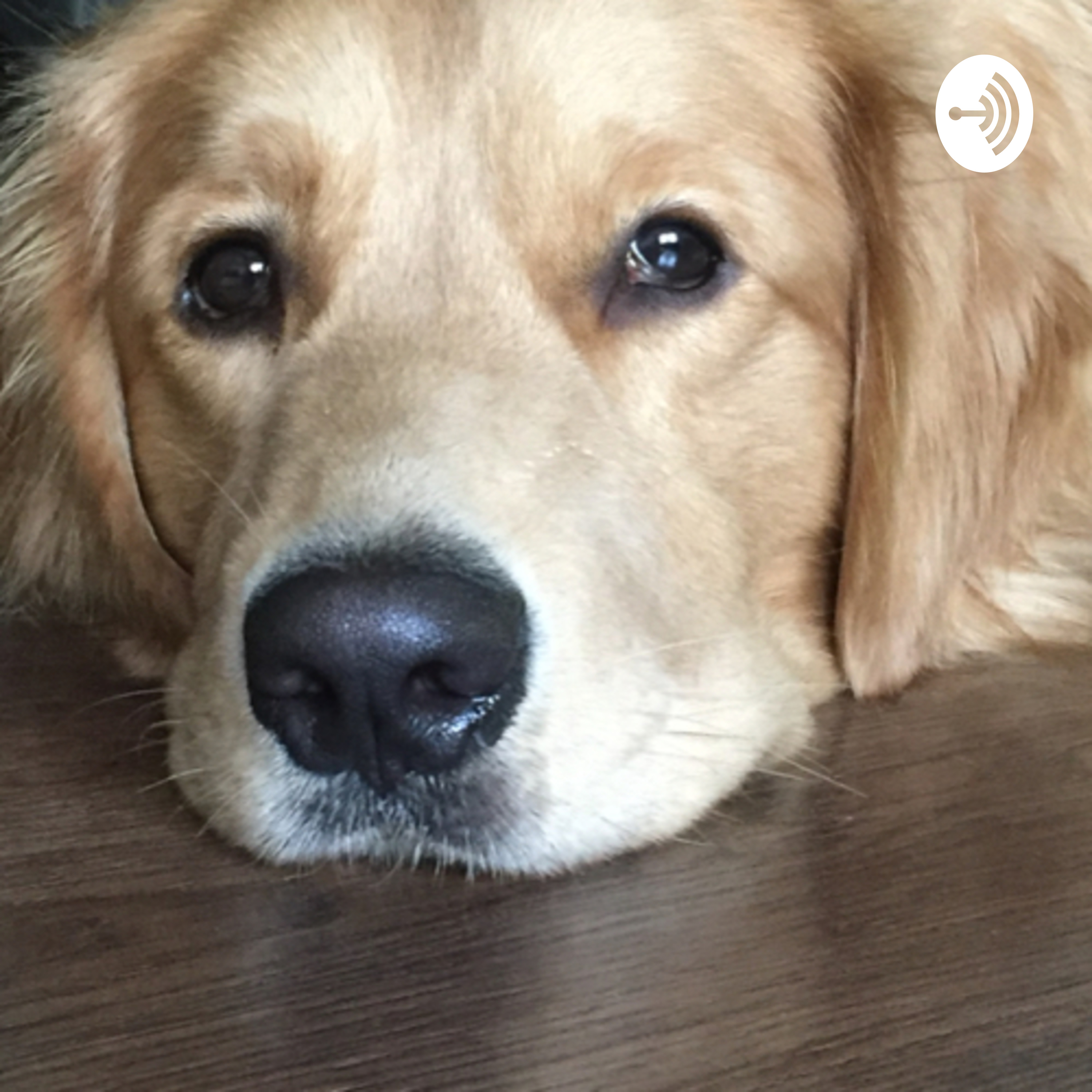 Leo the dog