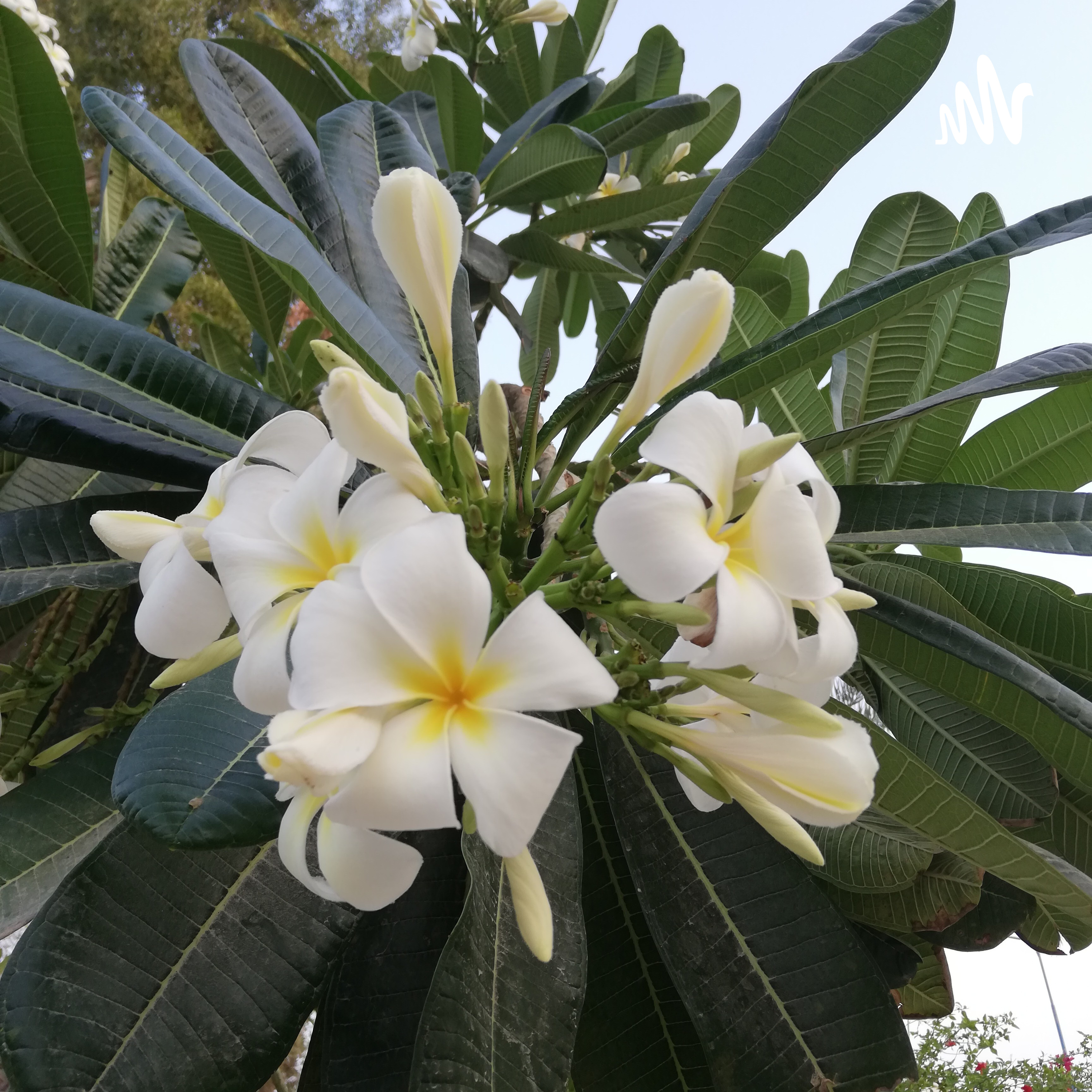 کاور بهار