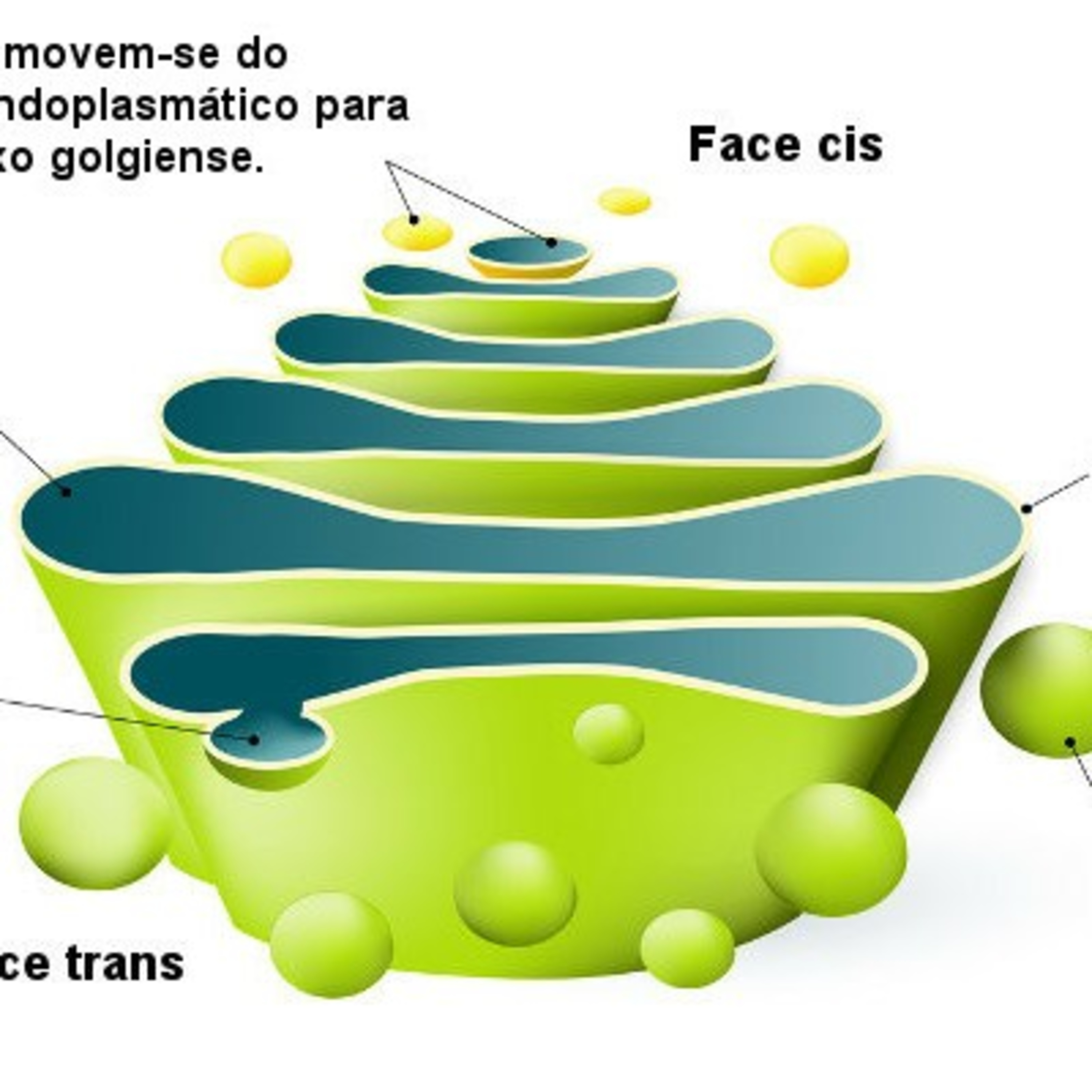 Endomembranas 