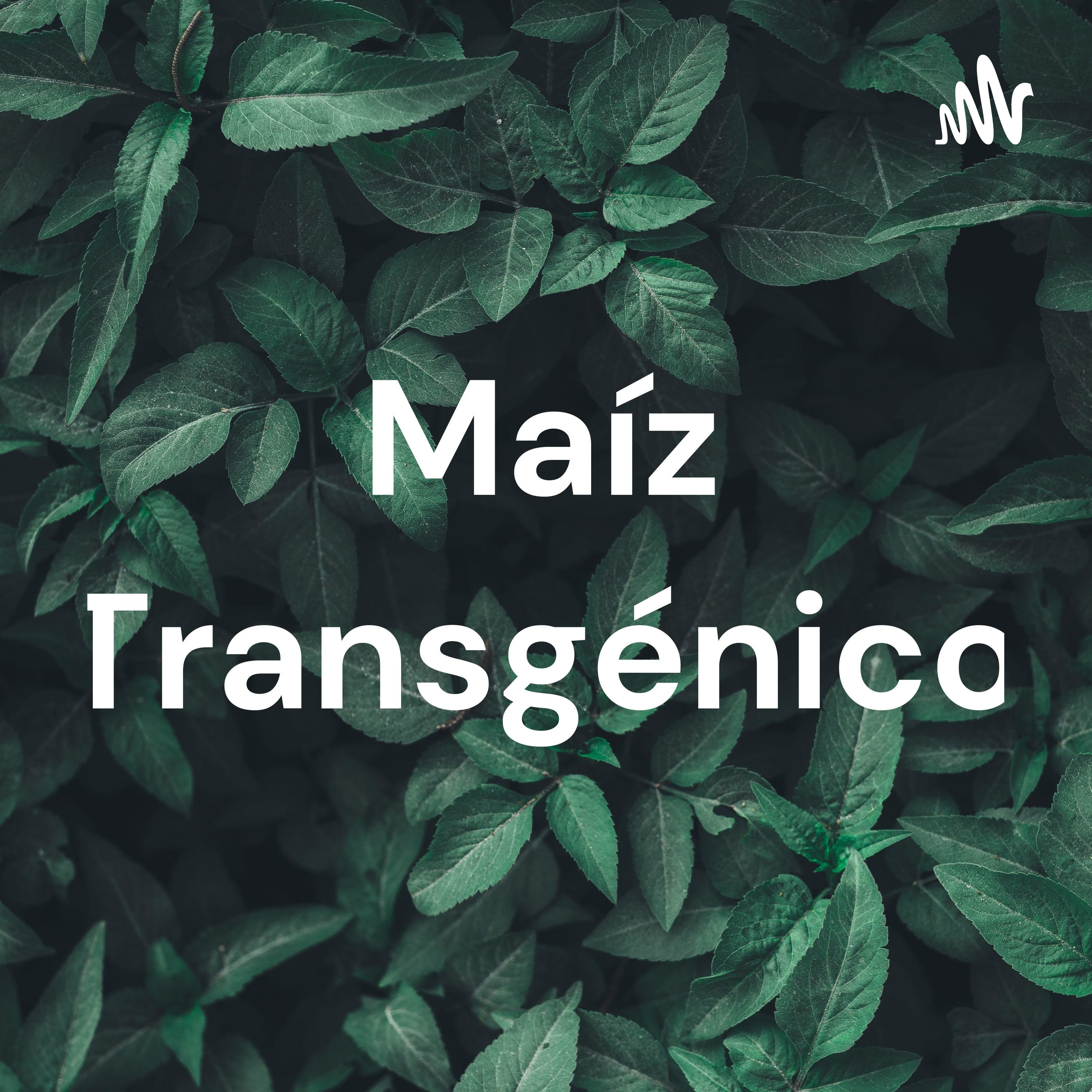 Maíz Transgénico