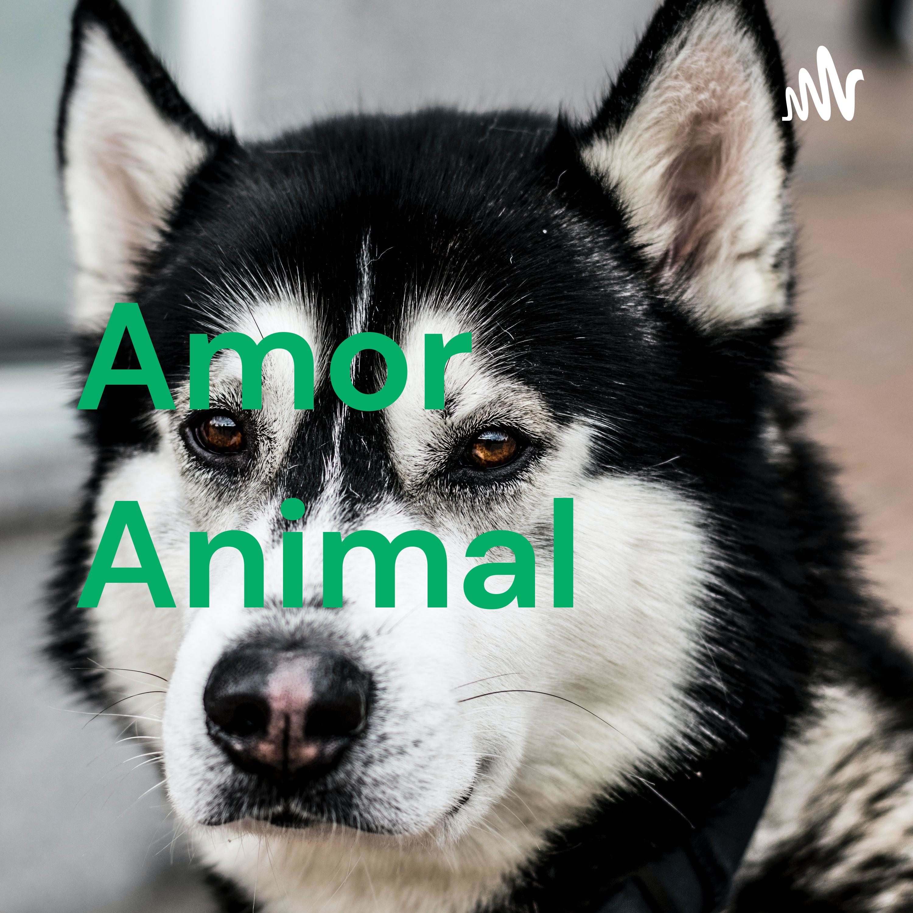 Amor Animal❤ podcast artwork