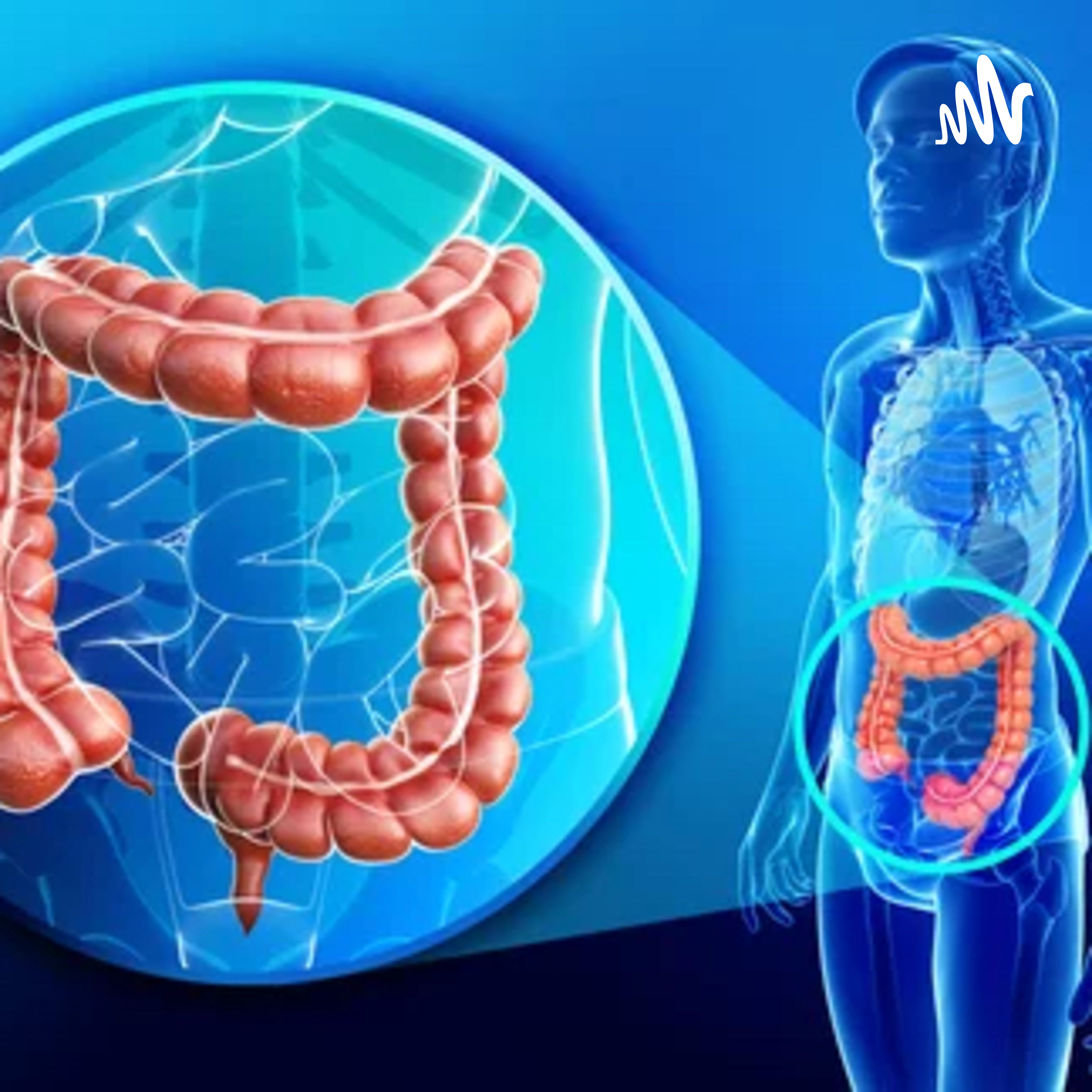 Large intestine function