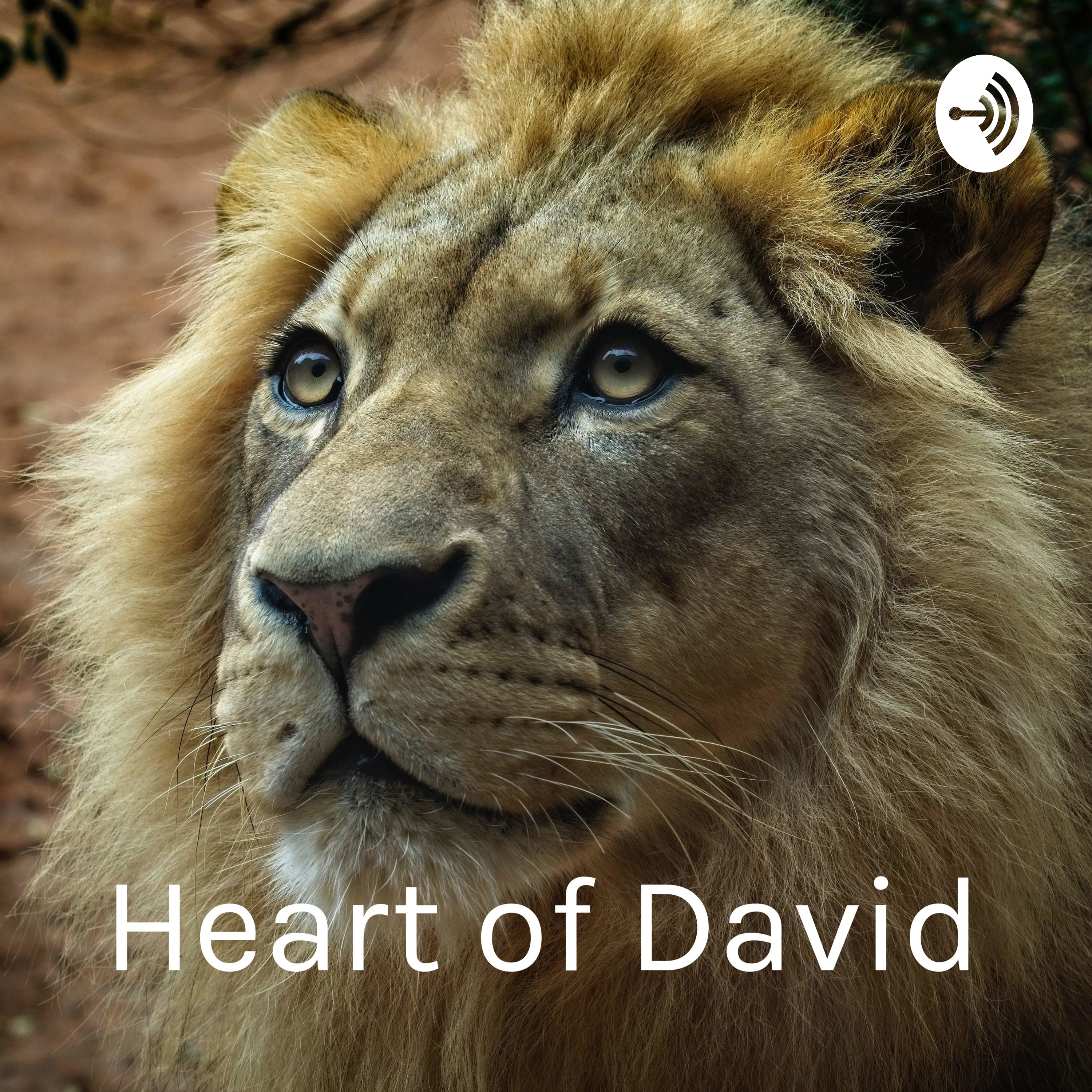 Heart of David - In the Stillness