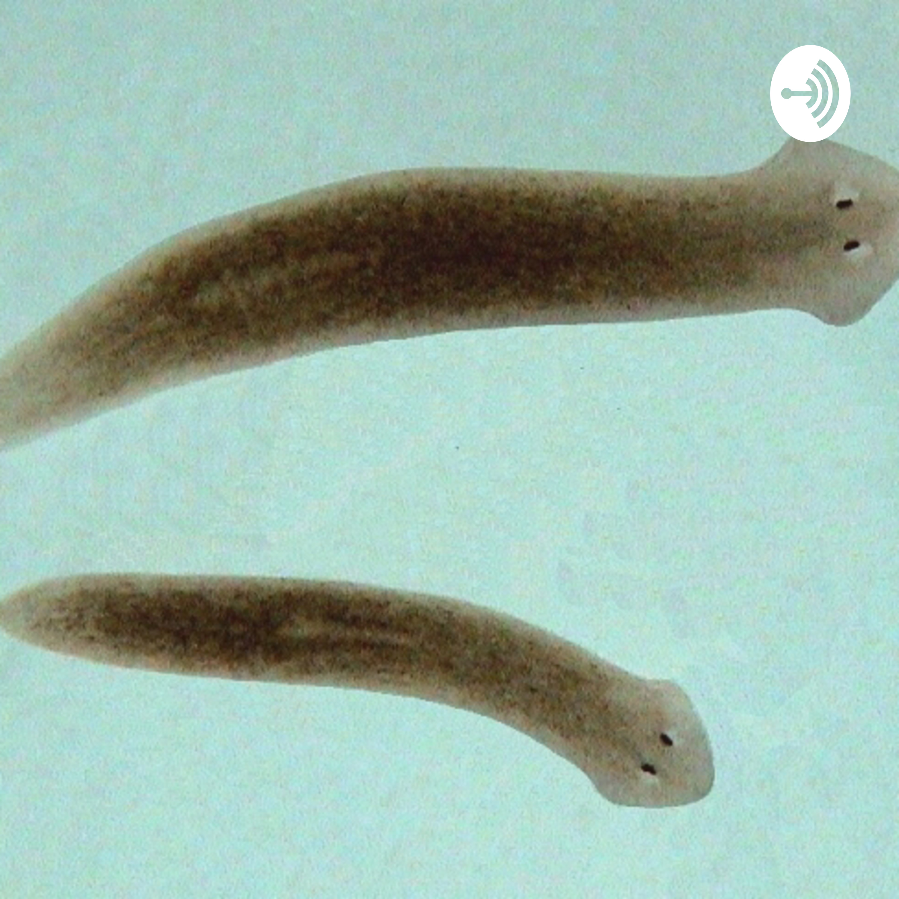 Phylum Platyhelminthes , SERENA & YSELA 