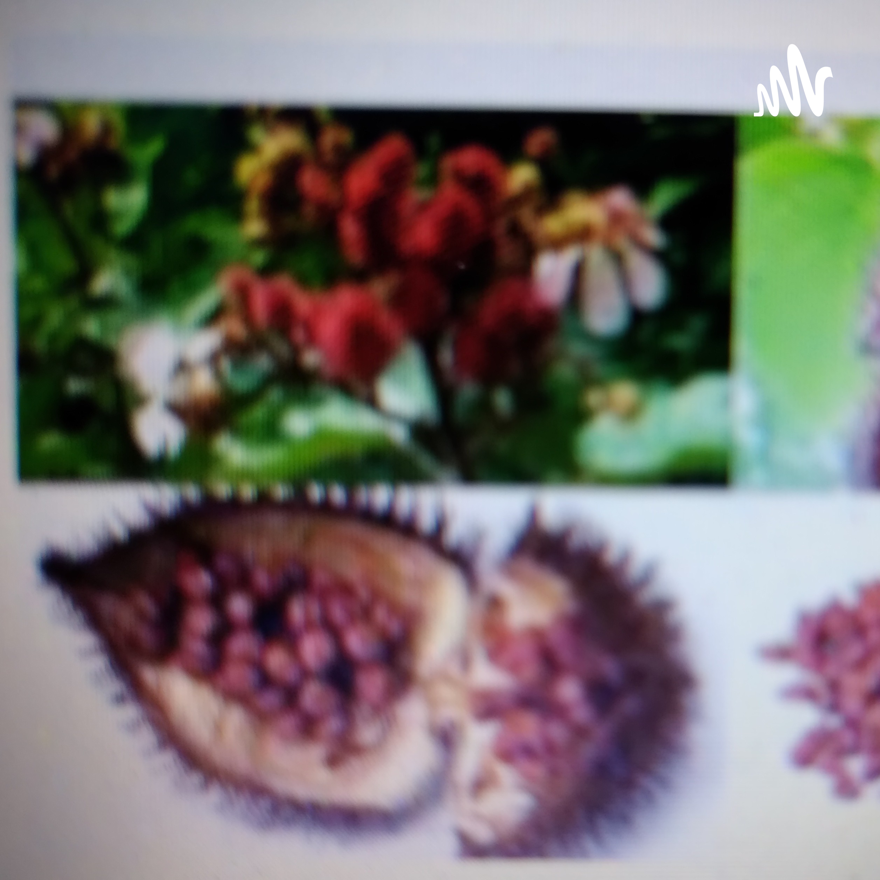 Medicina Natural Beneficios Del Onoto