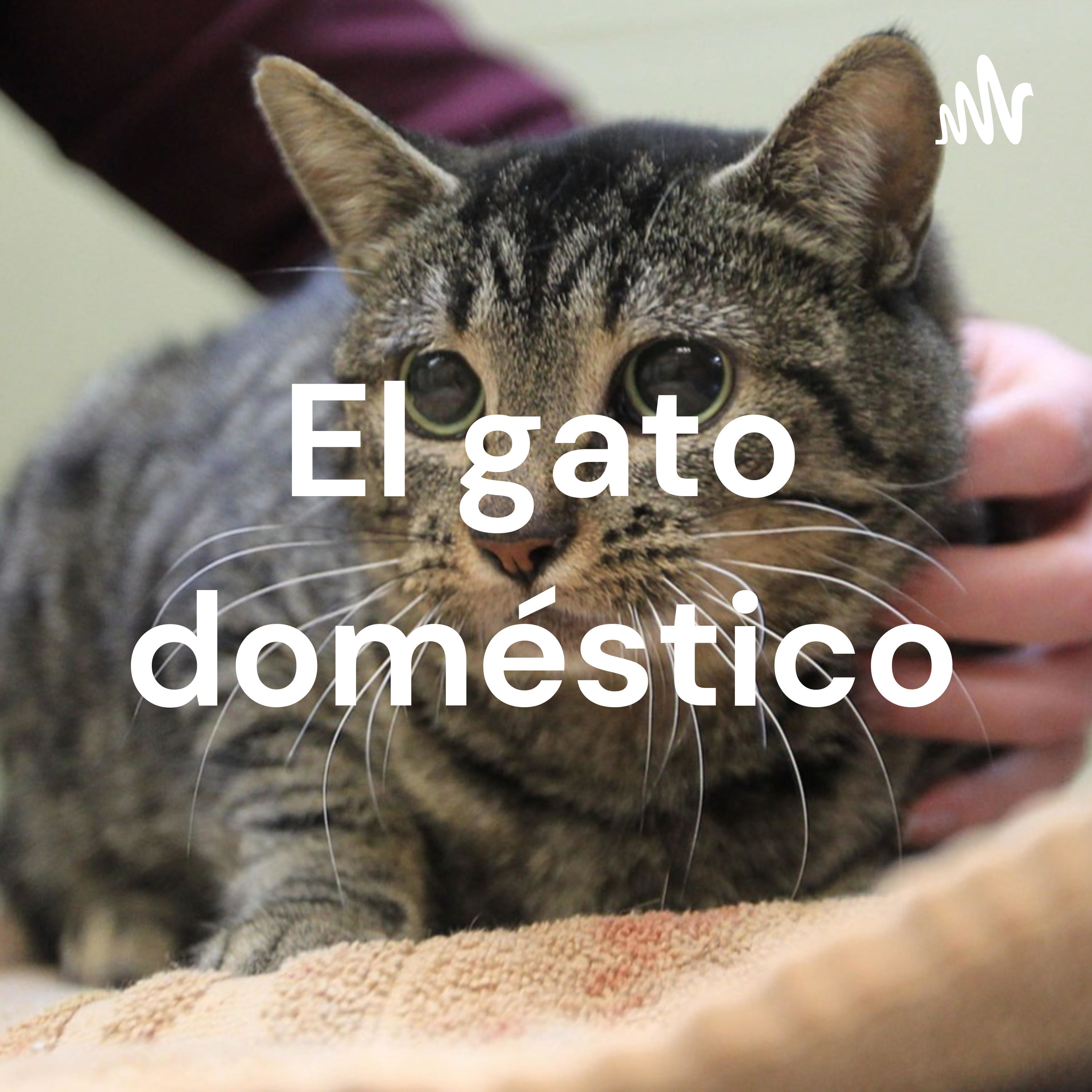 El gato doméstico podcast artwork