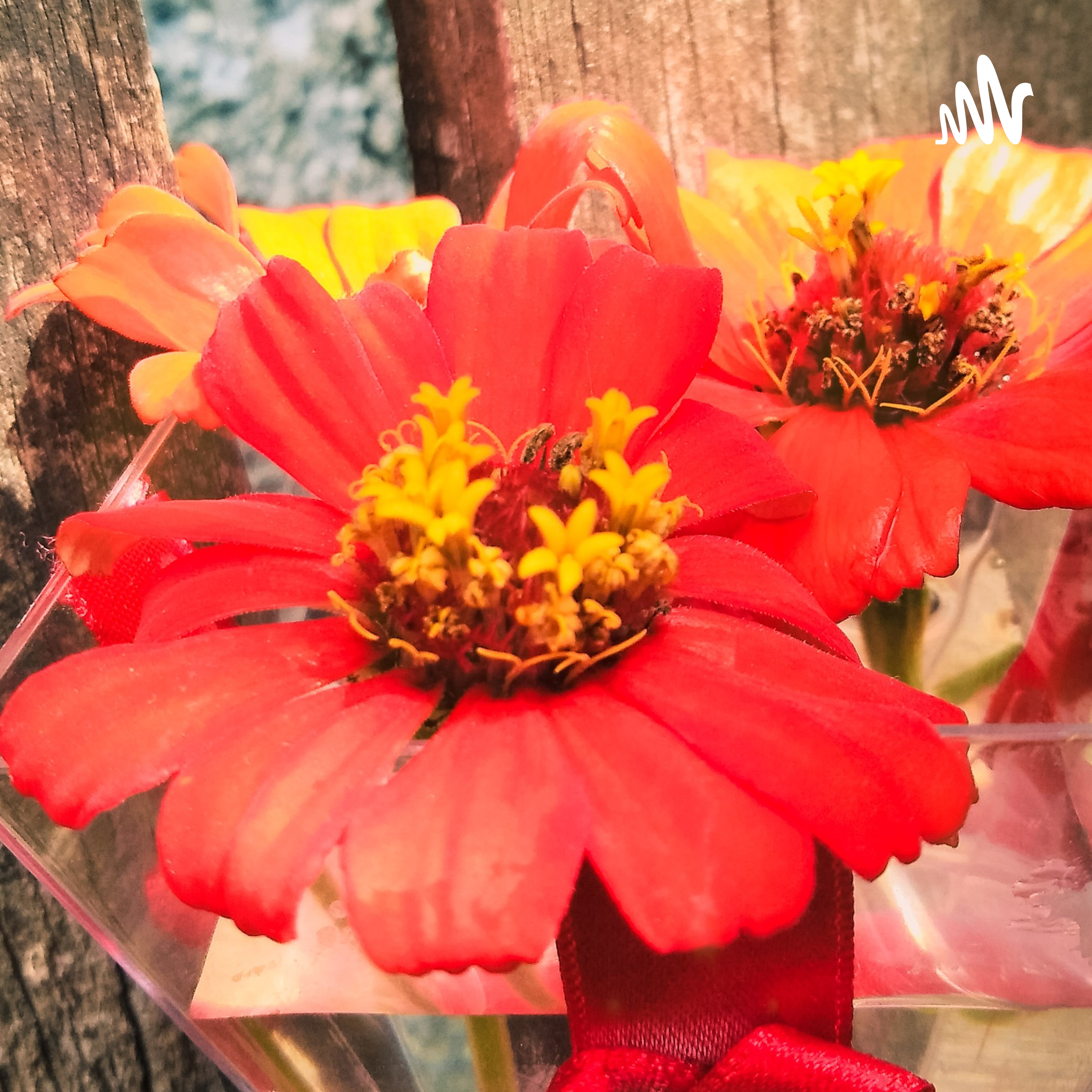 Procastinação cover art