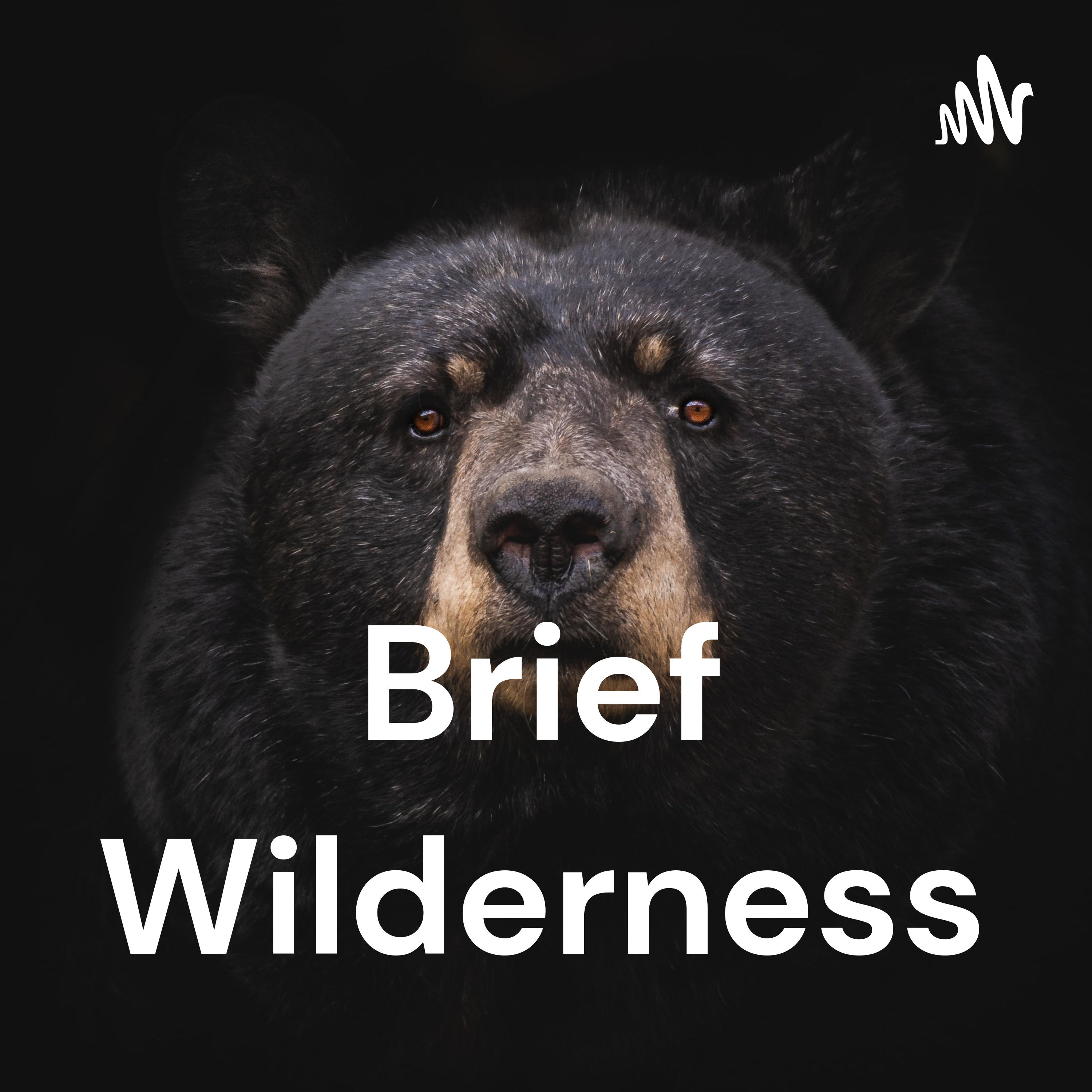 Brief Wilderness cover art