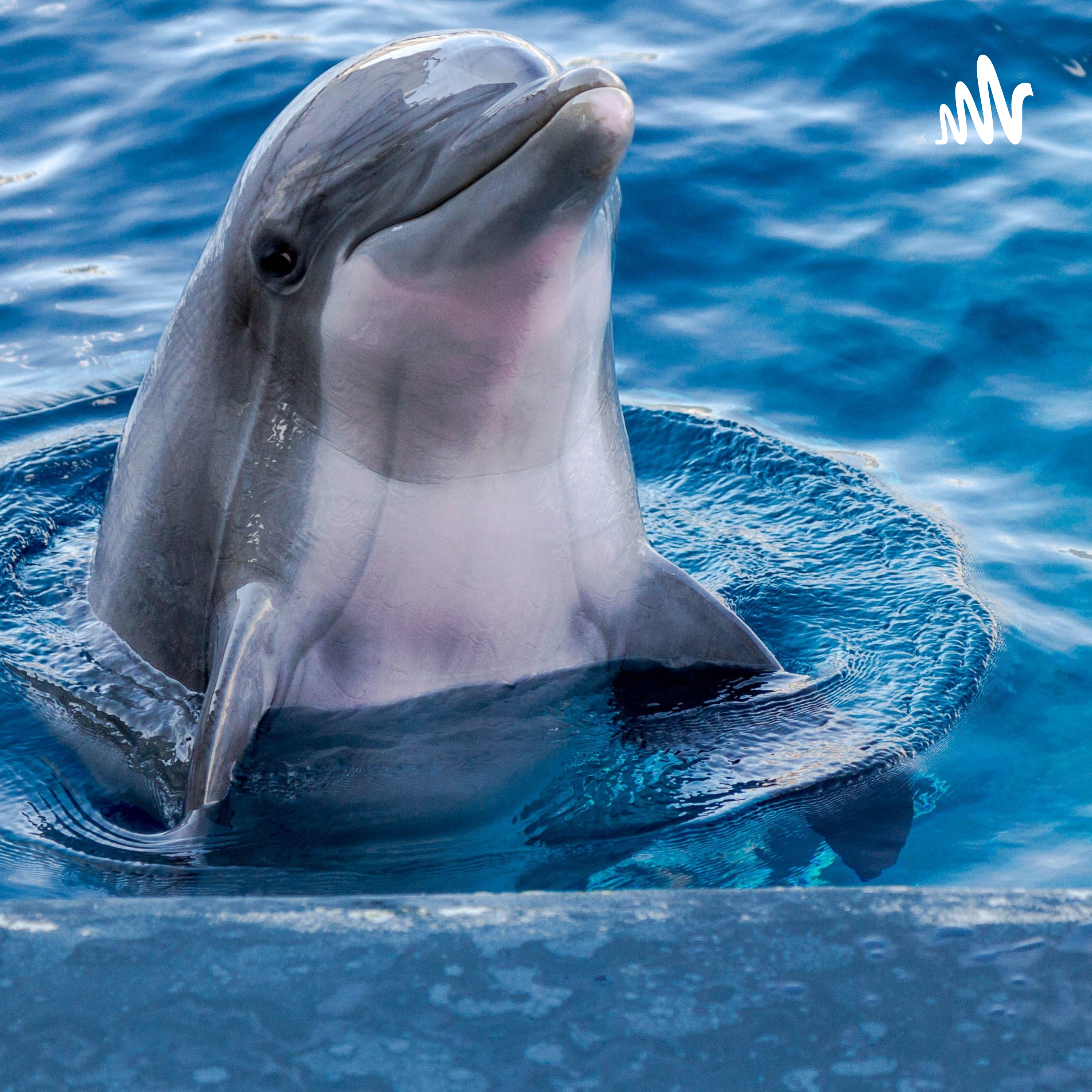Gillen and Marie - Dolphin Divers