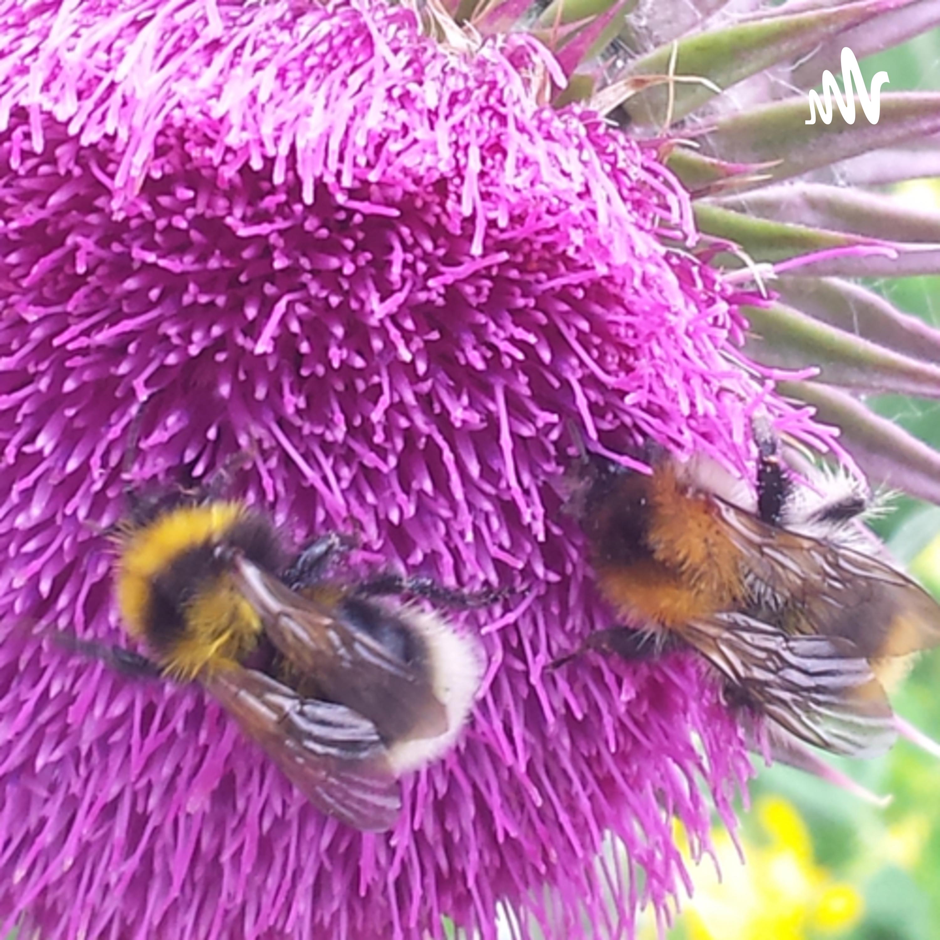 Konu Boşlukları cover art