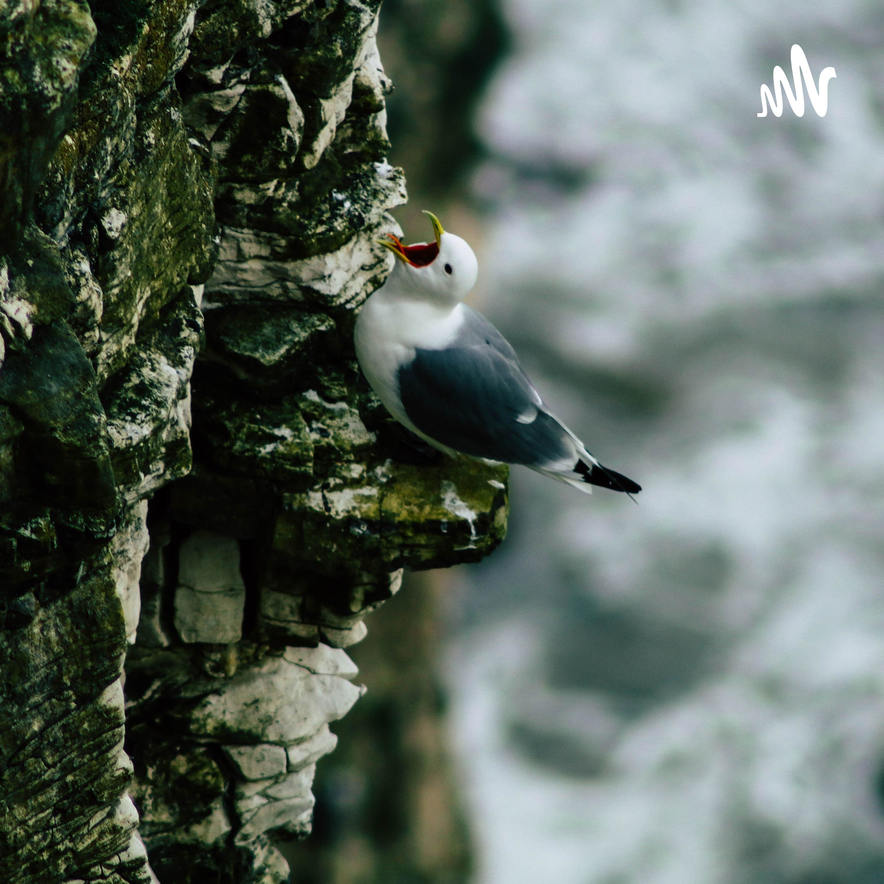 HALOO KAMU! cover art