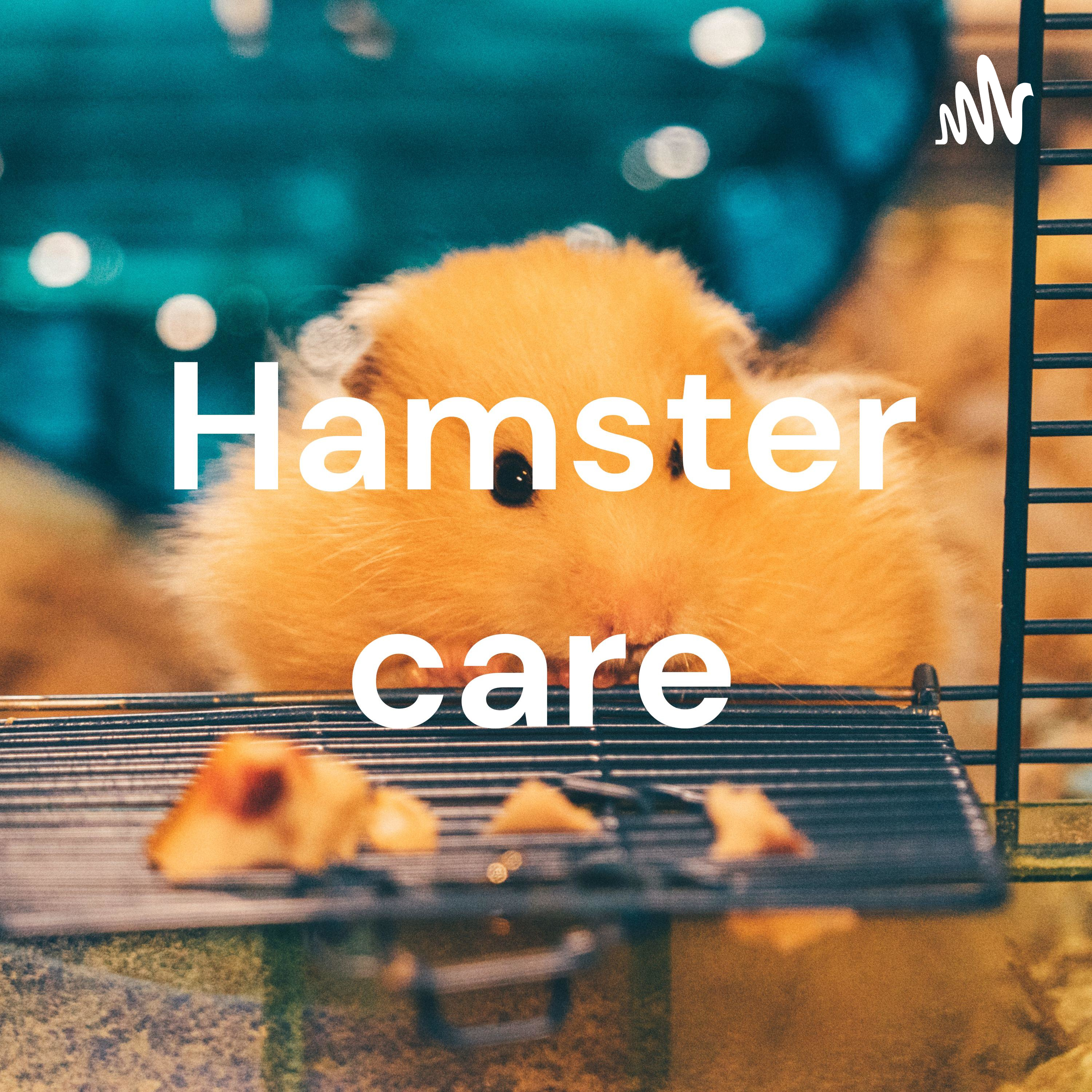 Hamster care