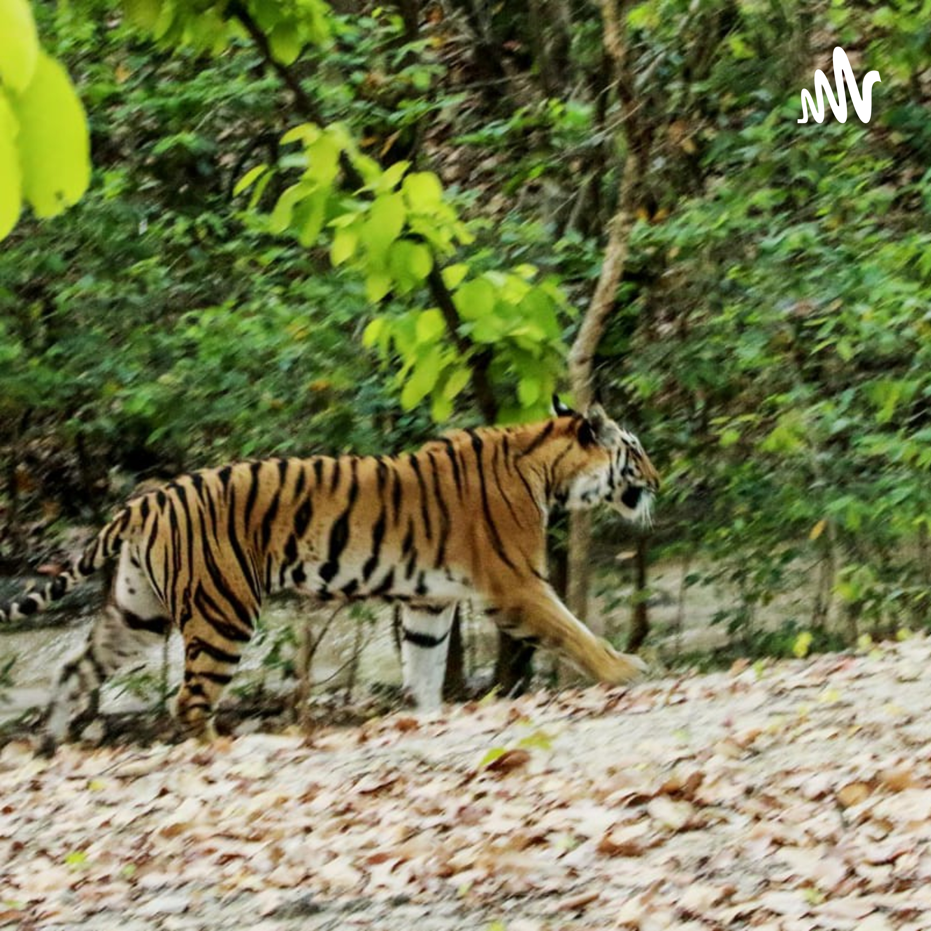 Ramnish Geer cover art