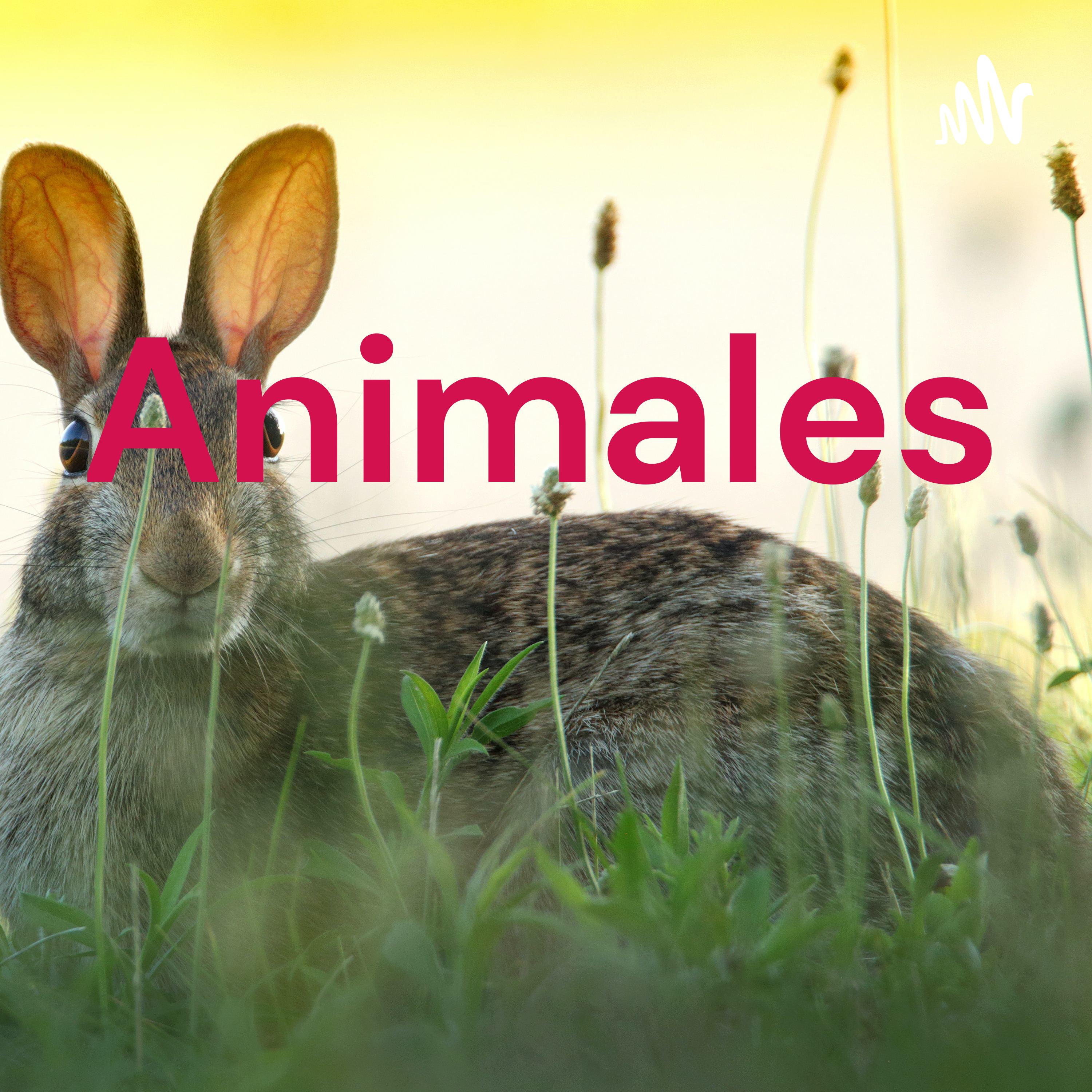 Animales cover art