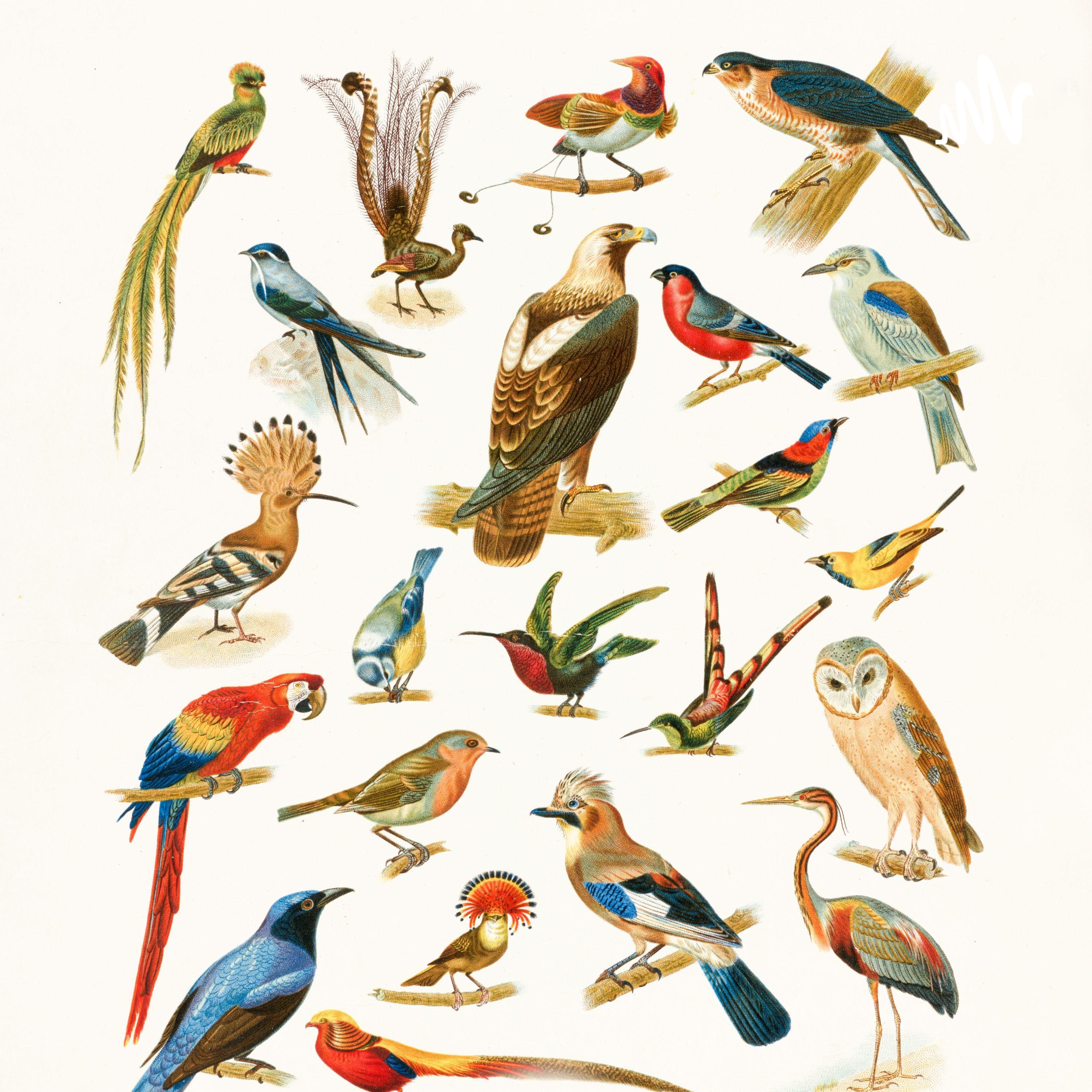 Birds and more cover art