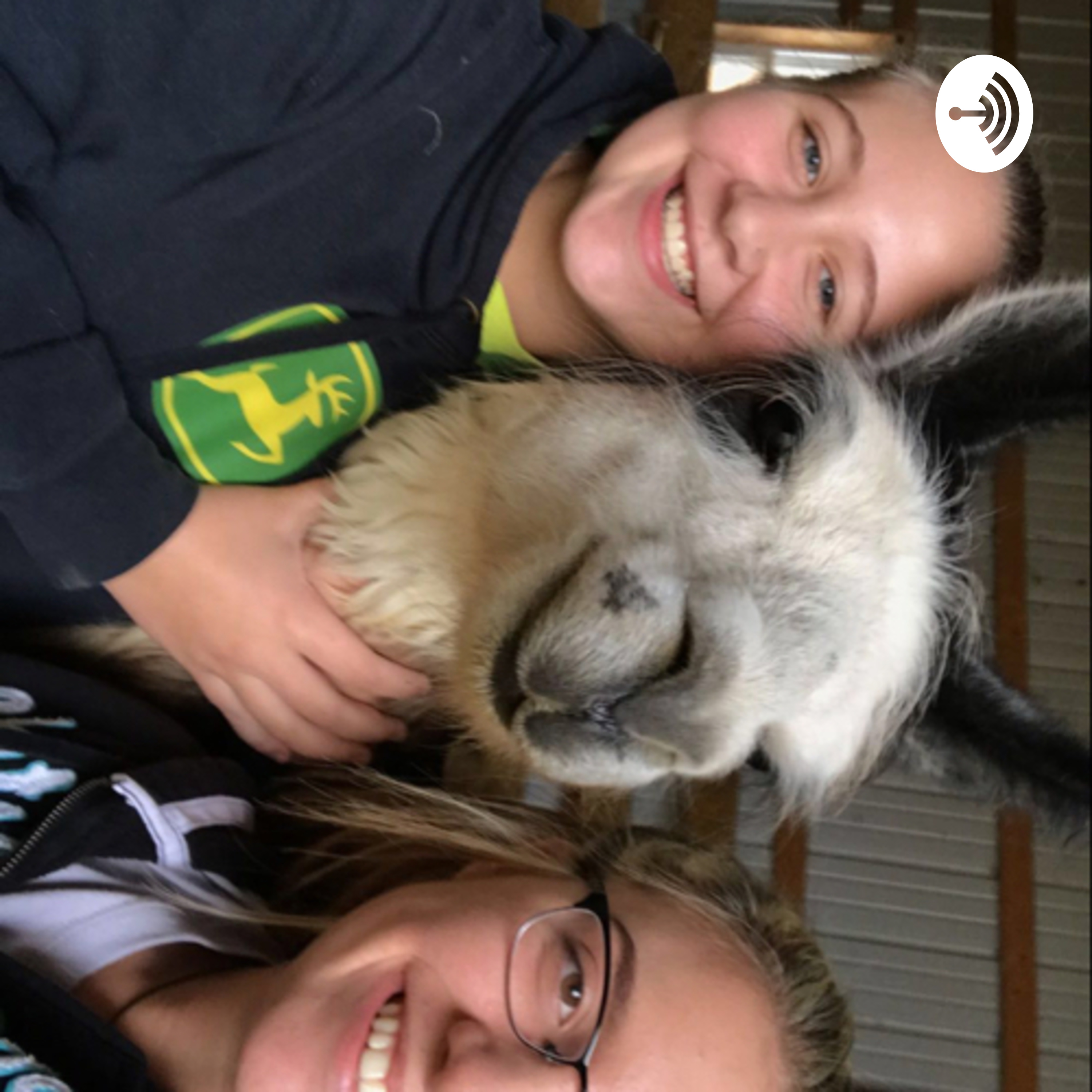 Llama Drama
