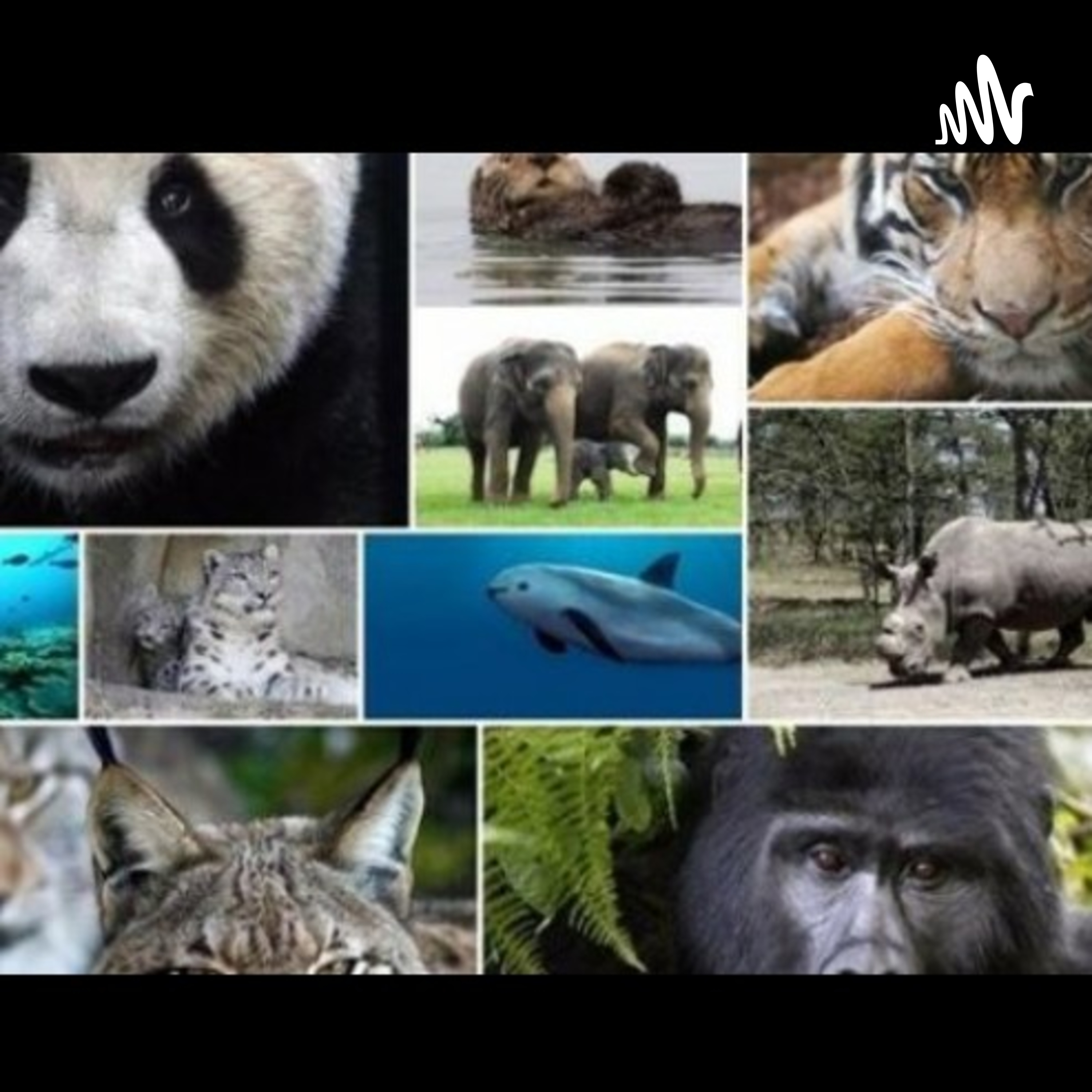 "Animales en peligro de extinción" cover art