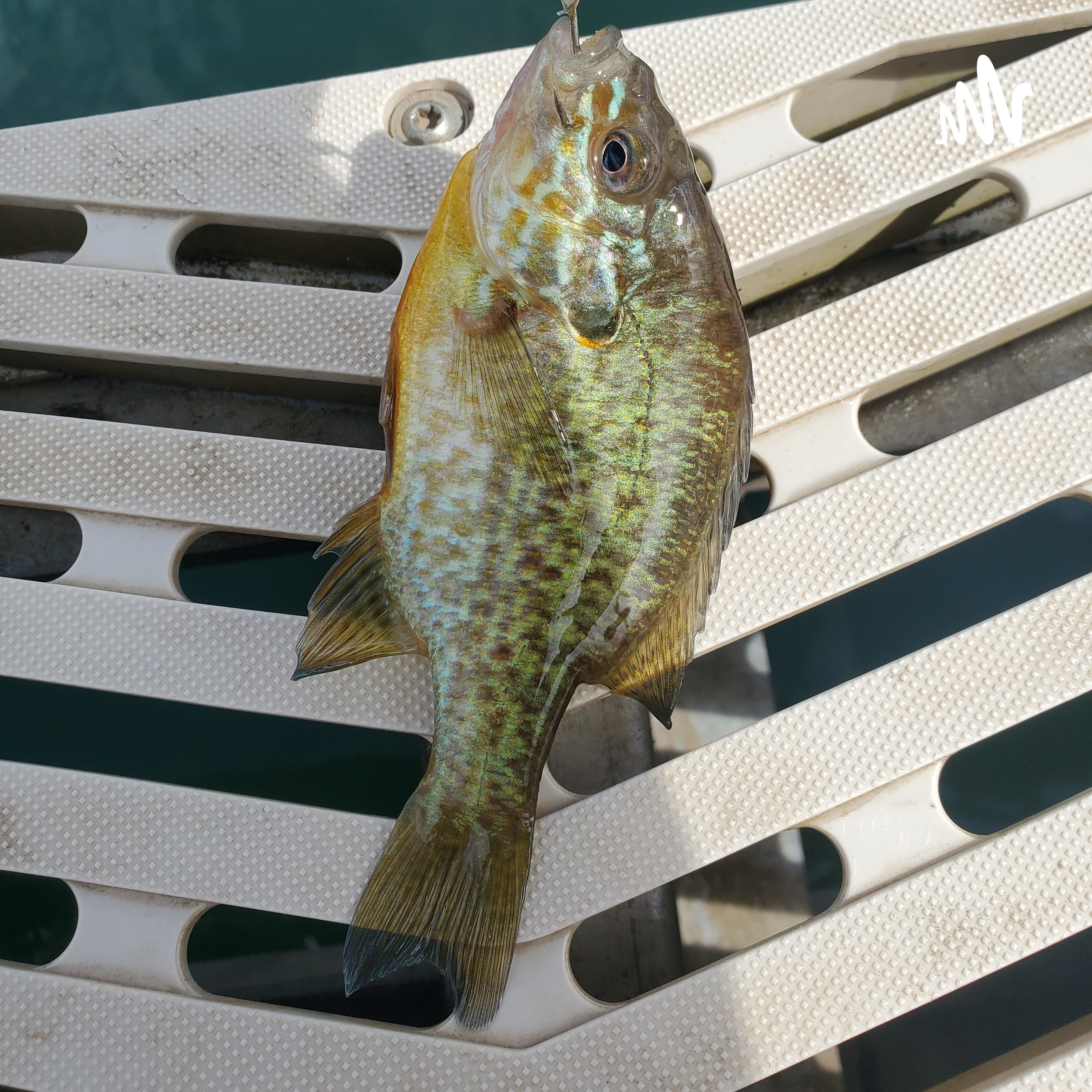 Disbenifits Of Buying Fish From Large Name Stores 