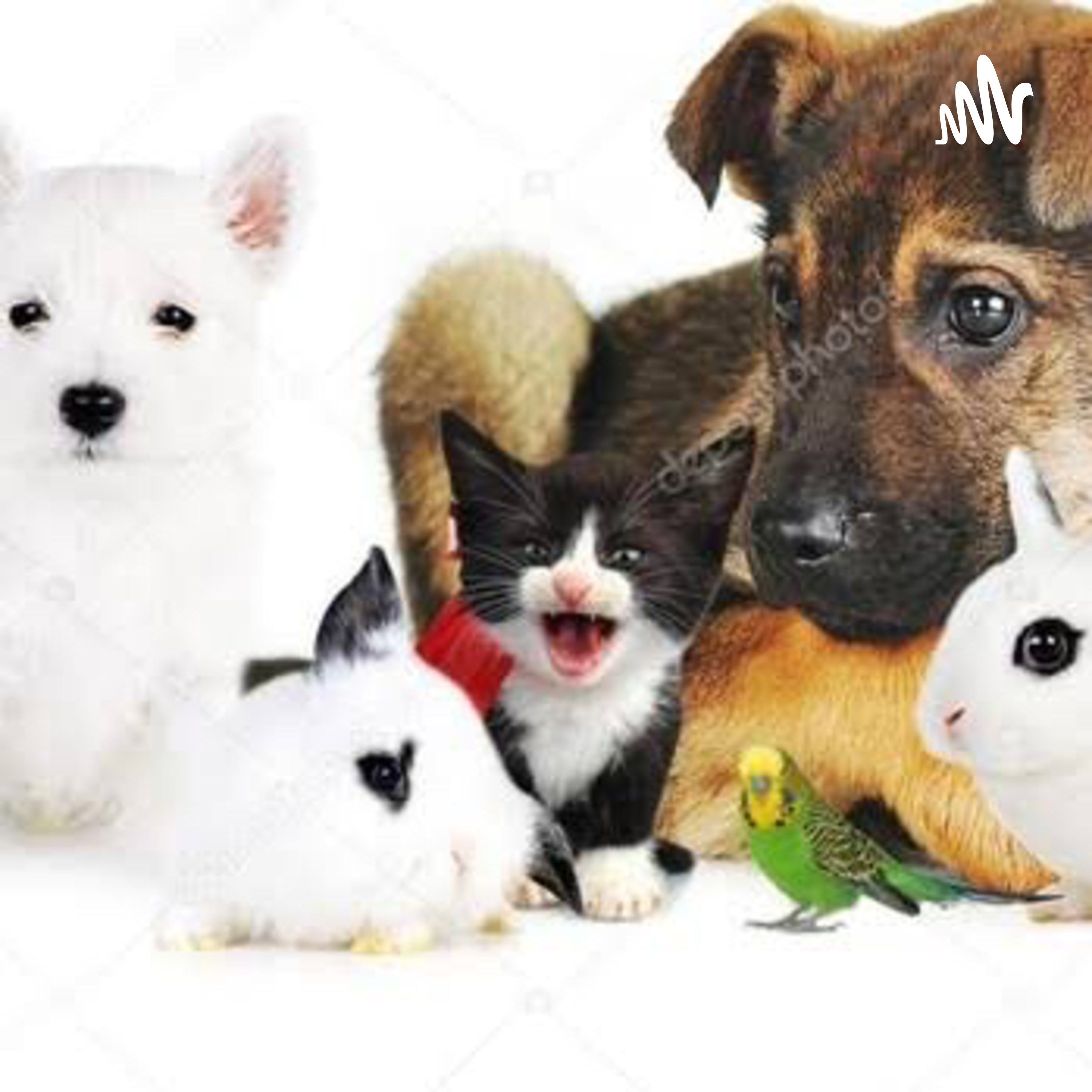 La importancia de mi tienda online para mascotas 
