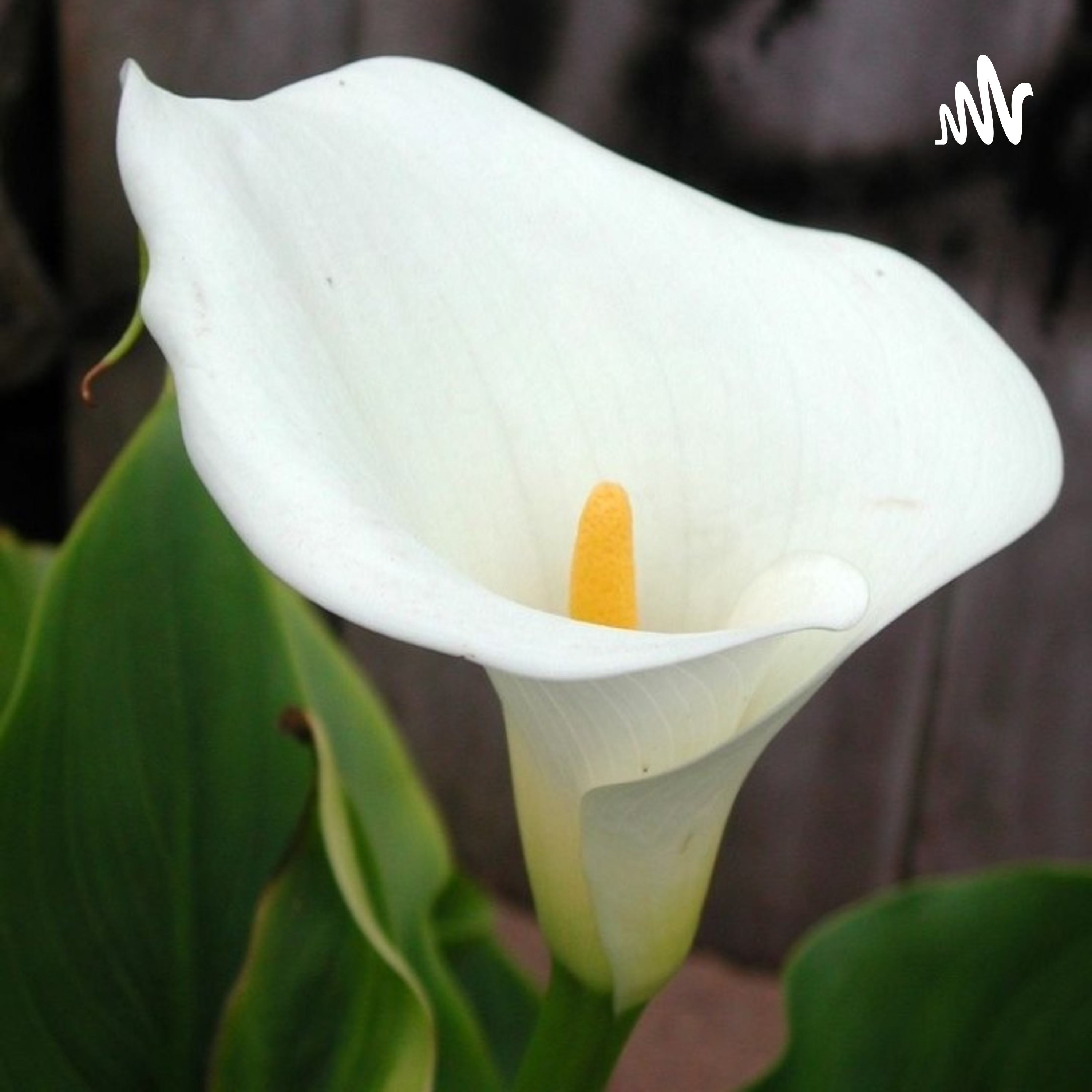 LA MEJOR MAMÁ DEL MUNDO cover art