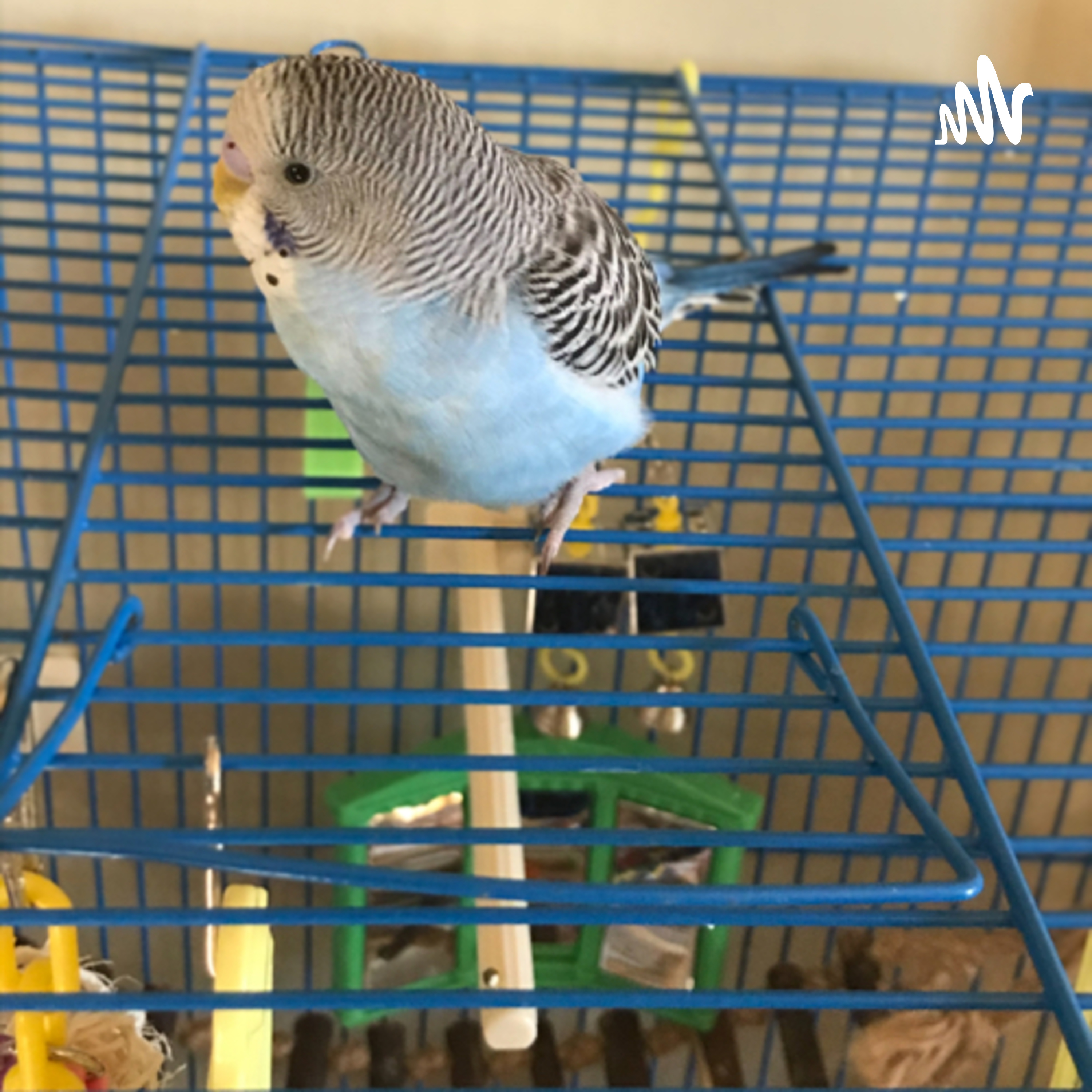 austin meyer sports talk cover art