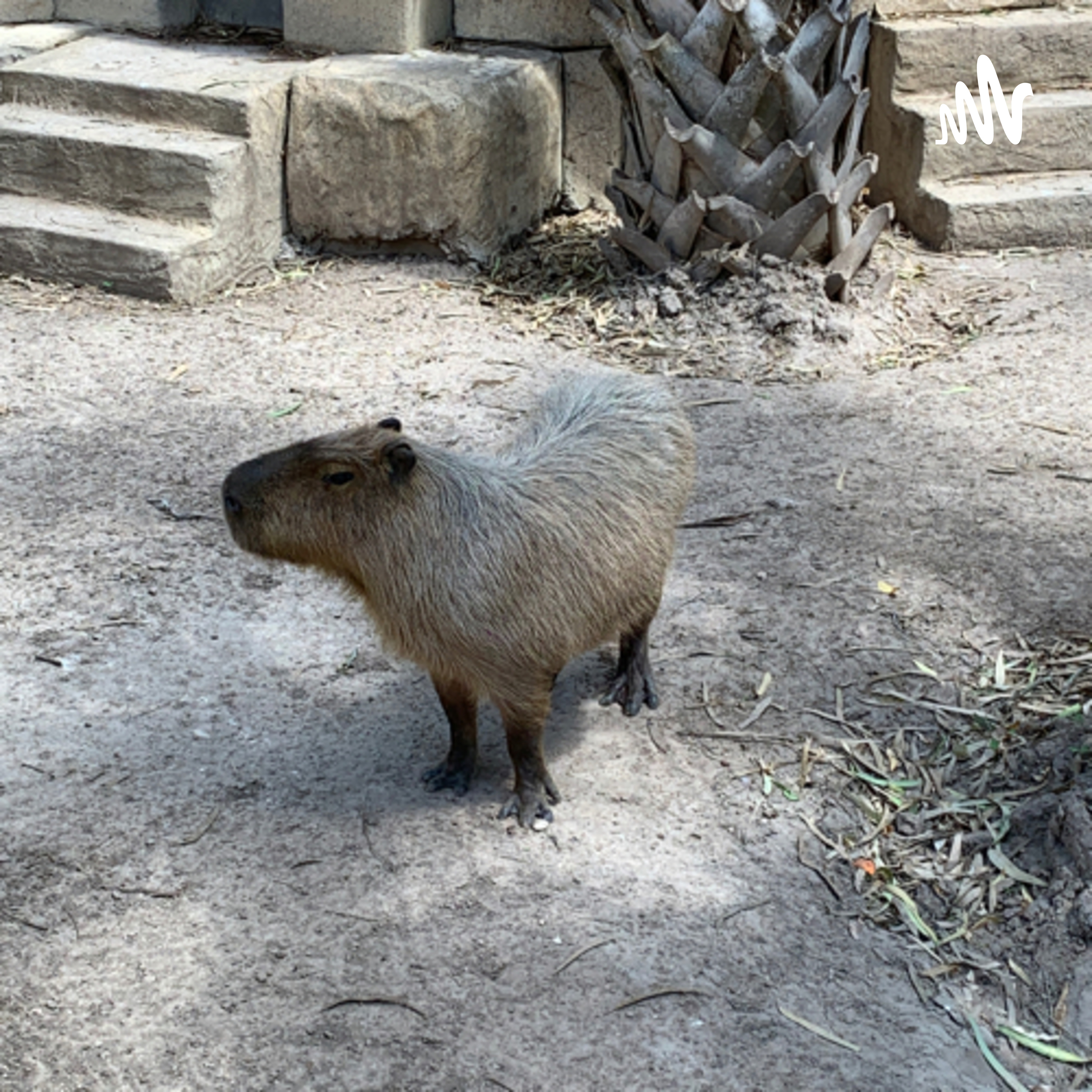 Casuals Discussions of Society cover art