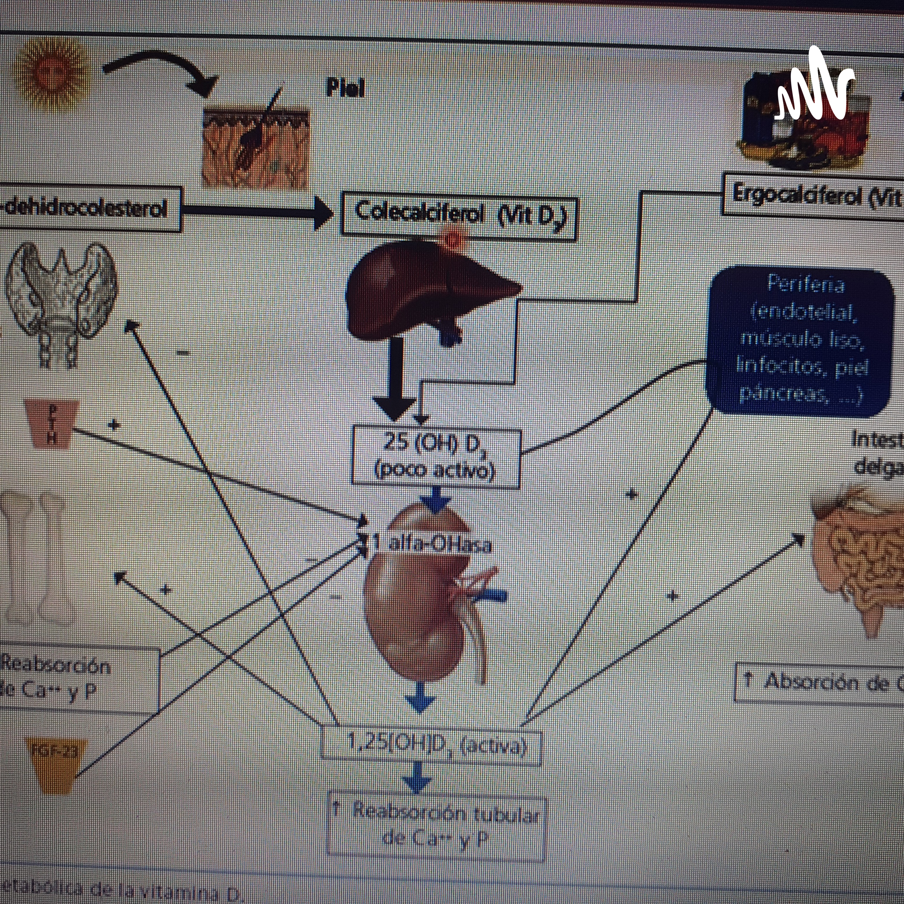 Anemia De Enfermo Renal cover art