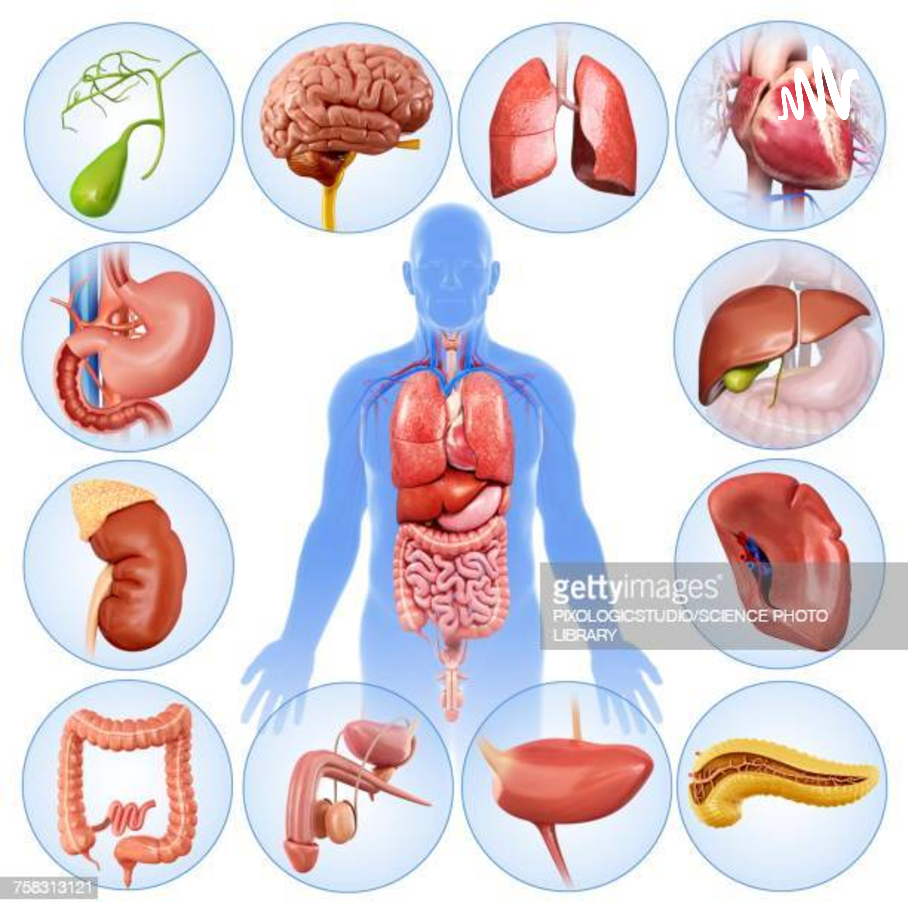 FUNCION DE LOS ORGANOS DEL CUERPO HUMANO .