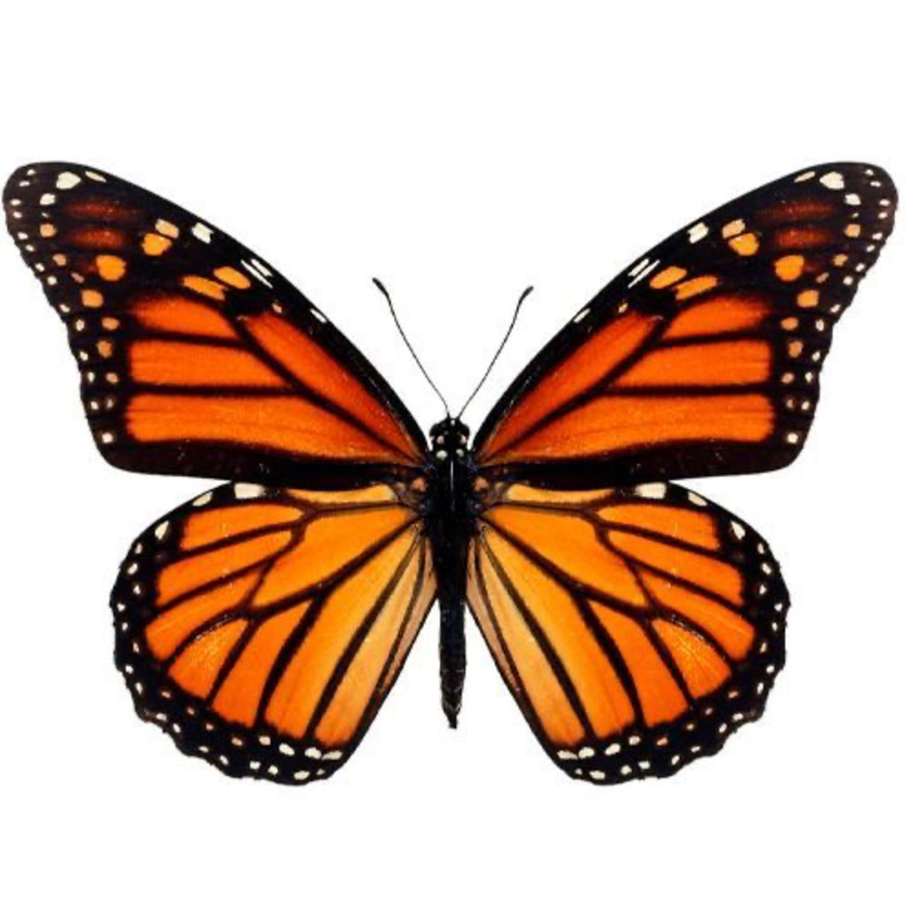 lorena y su nueva mascota cover art