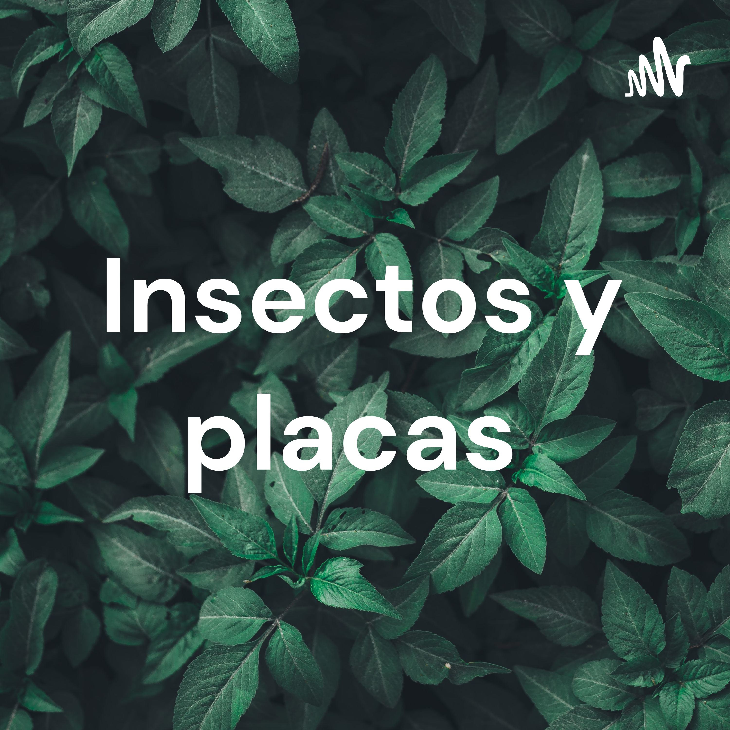Insectos y placas 