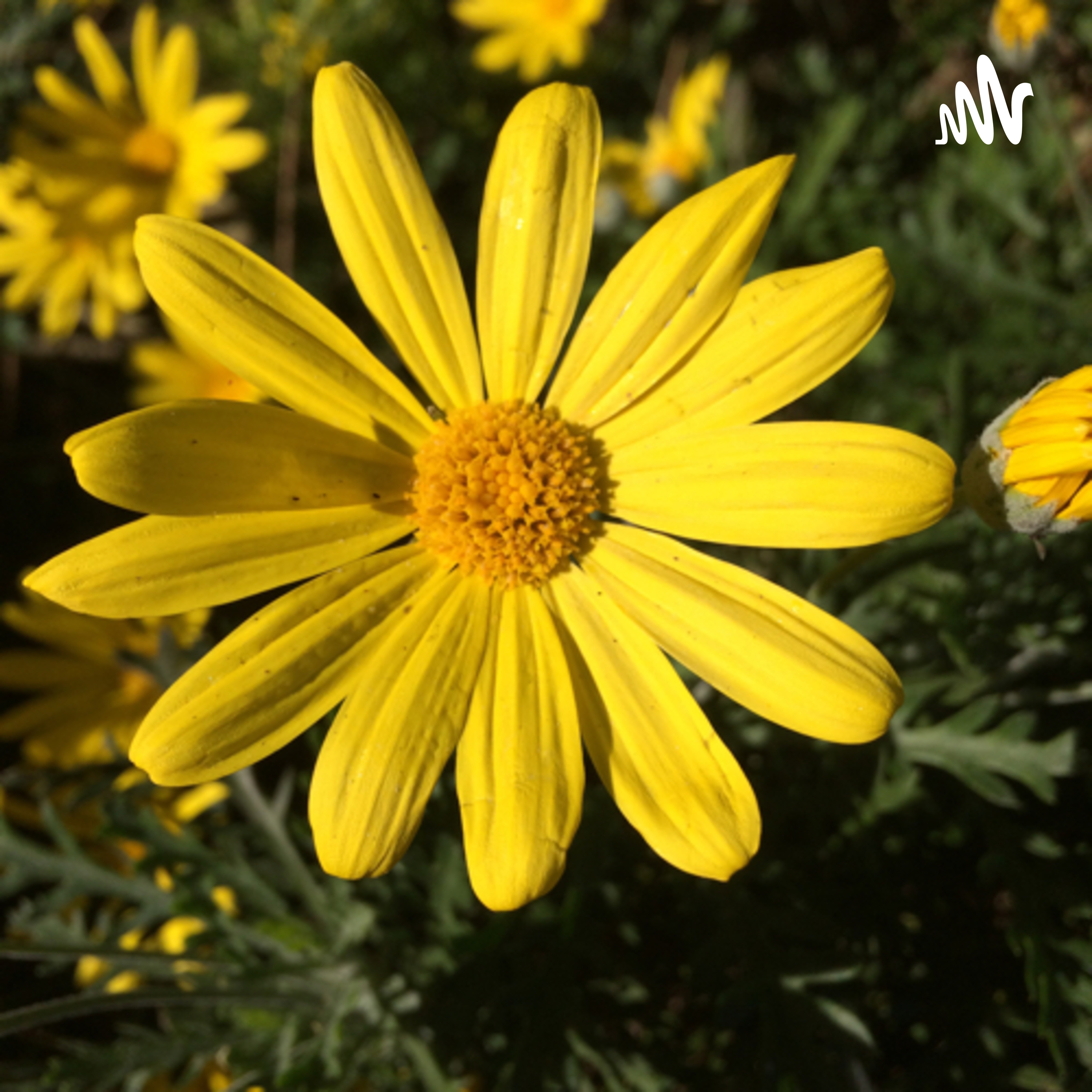 Mostra di Ofelia Ferrara cover art