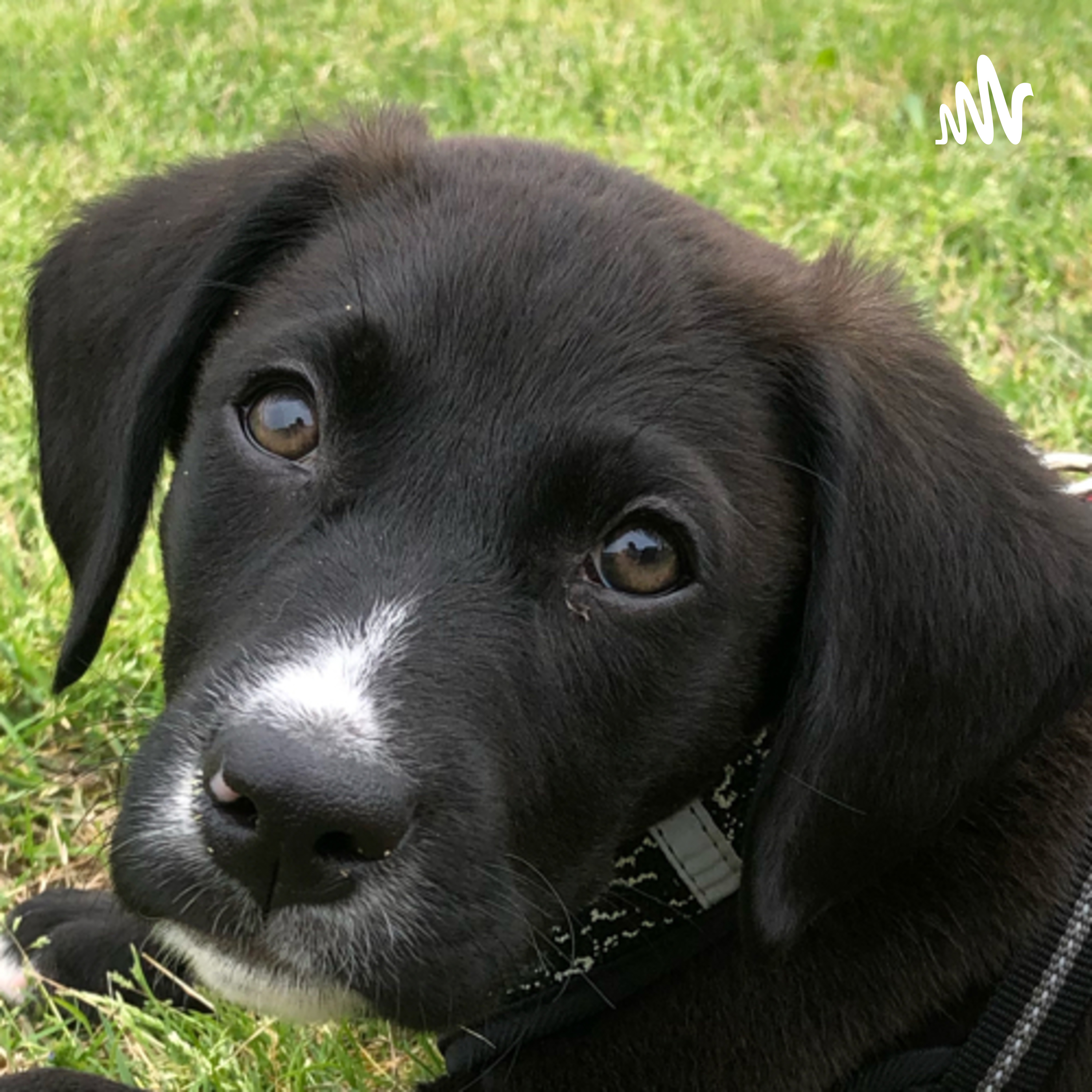 DrDinoTurtleTalk cover art