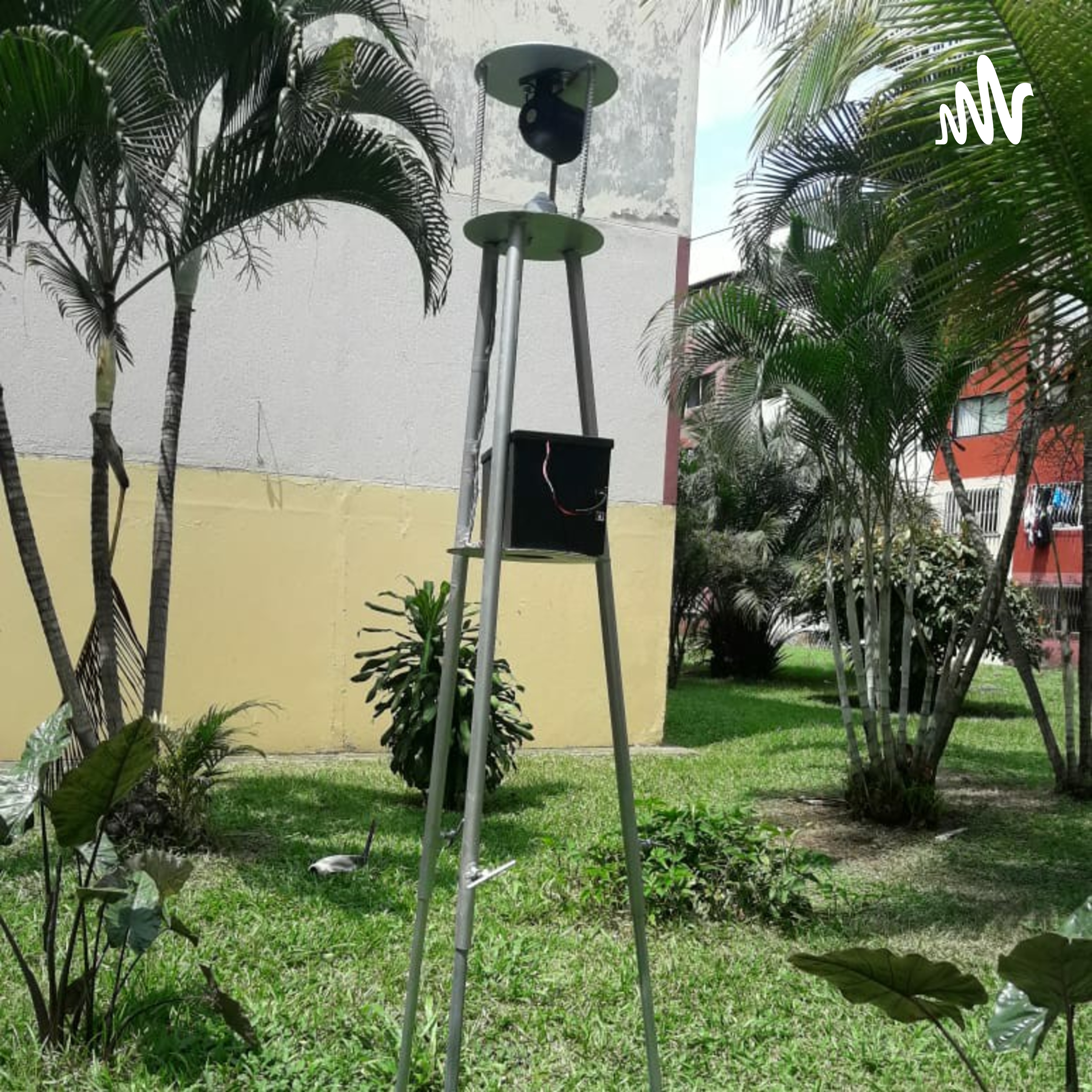 Impacto al Cultivo De Maíz por el Ataque de Las aves