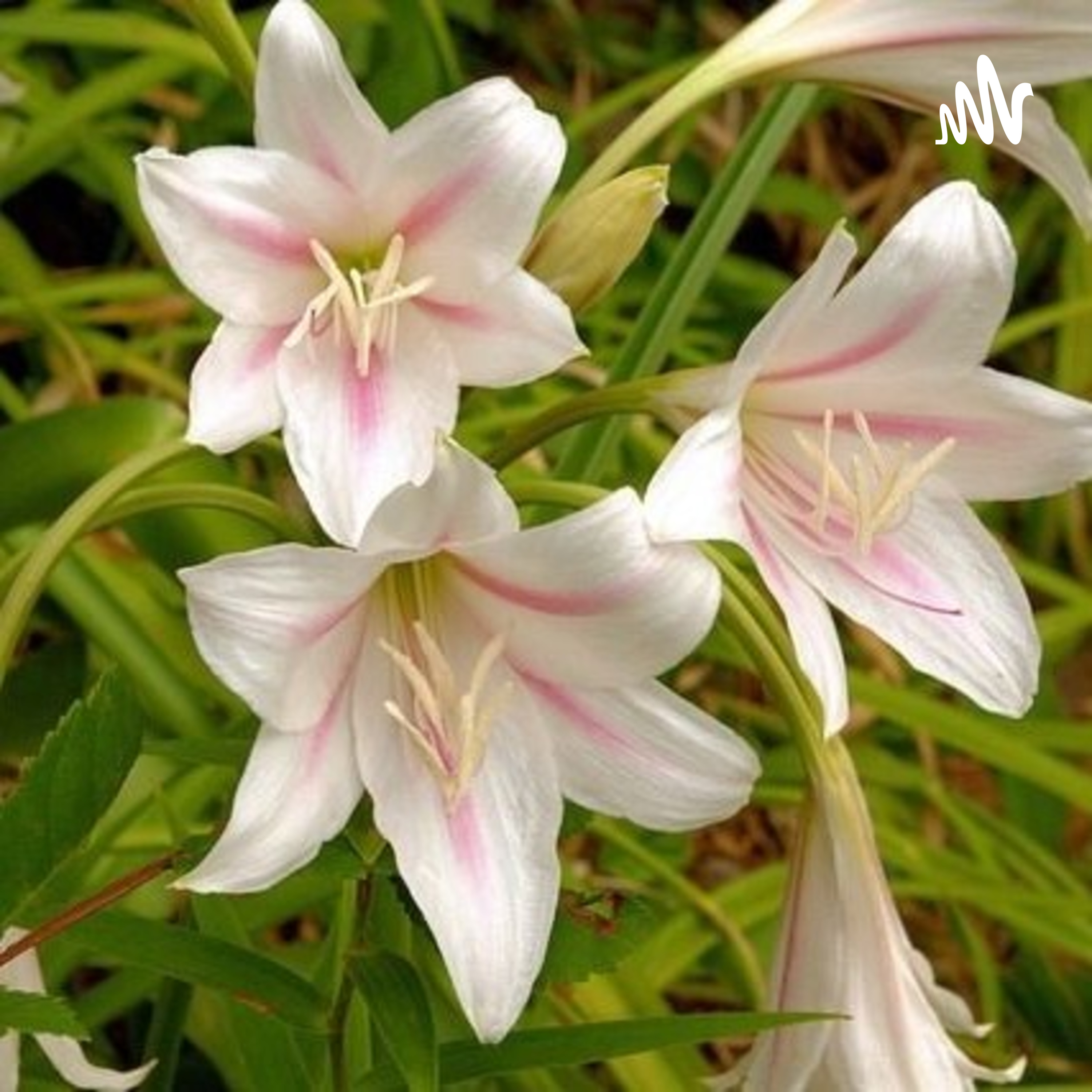 Las Plantitas cover art