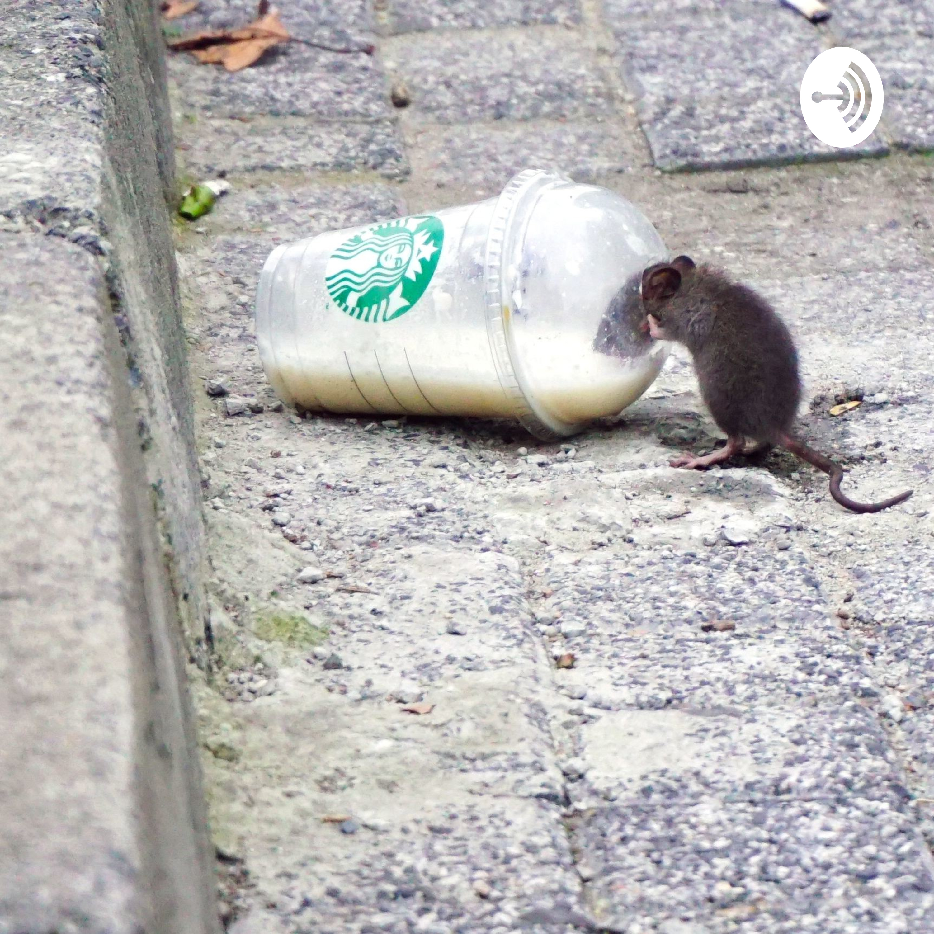 Hannah and The Rat