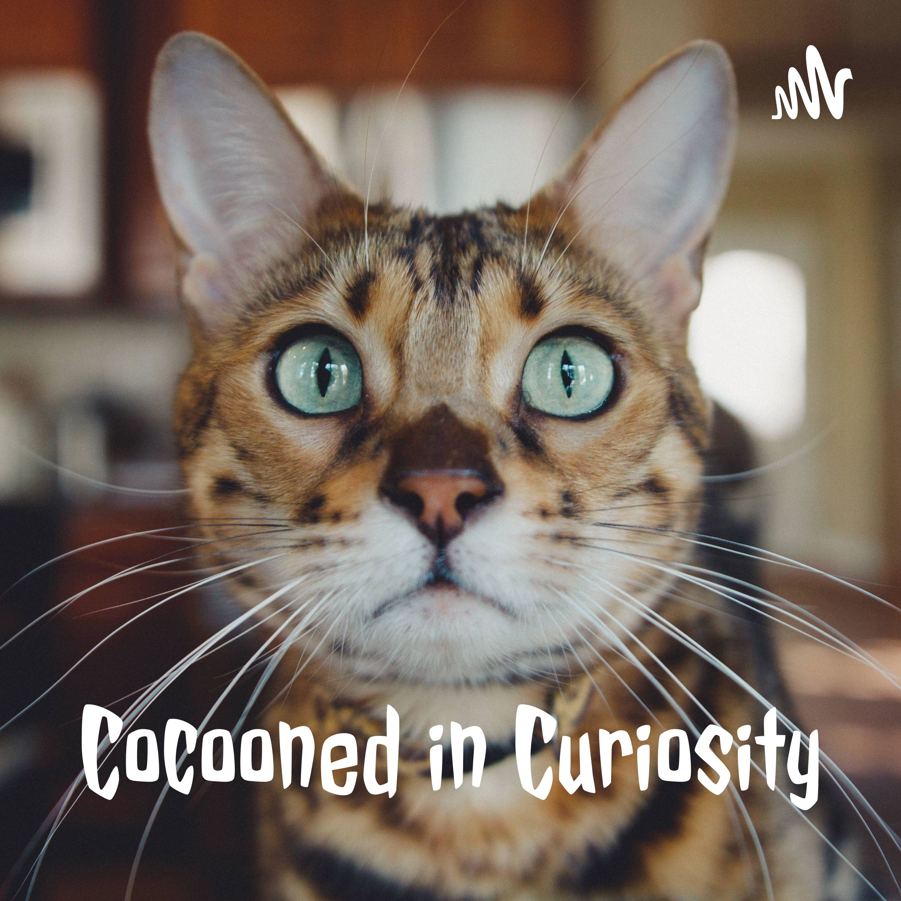 Cocooned in Curiosity