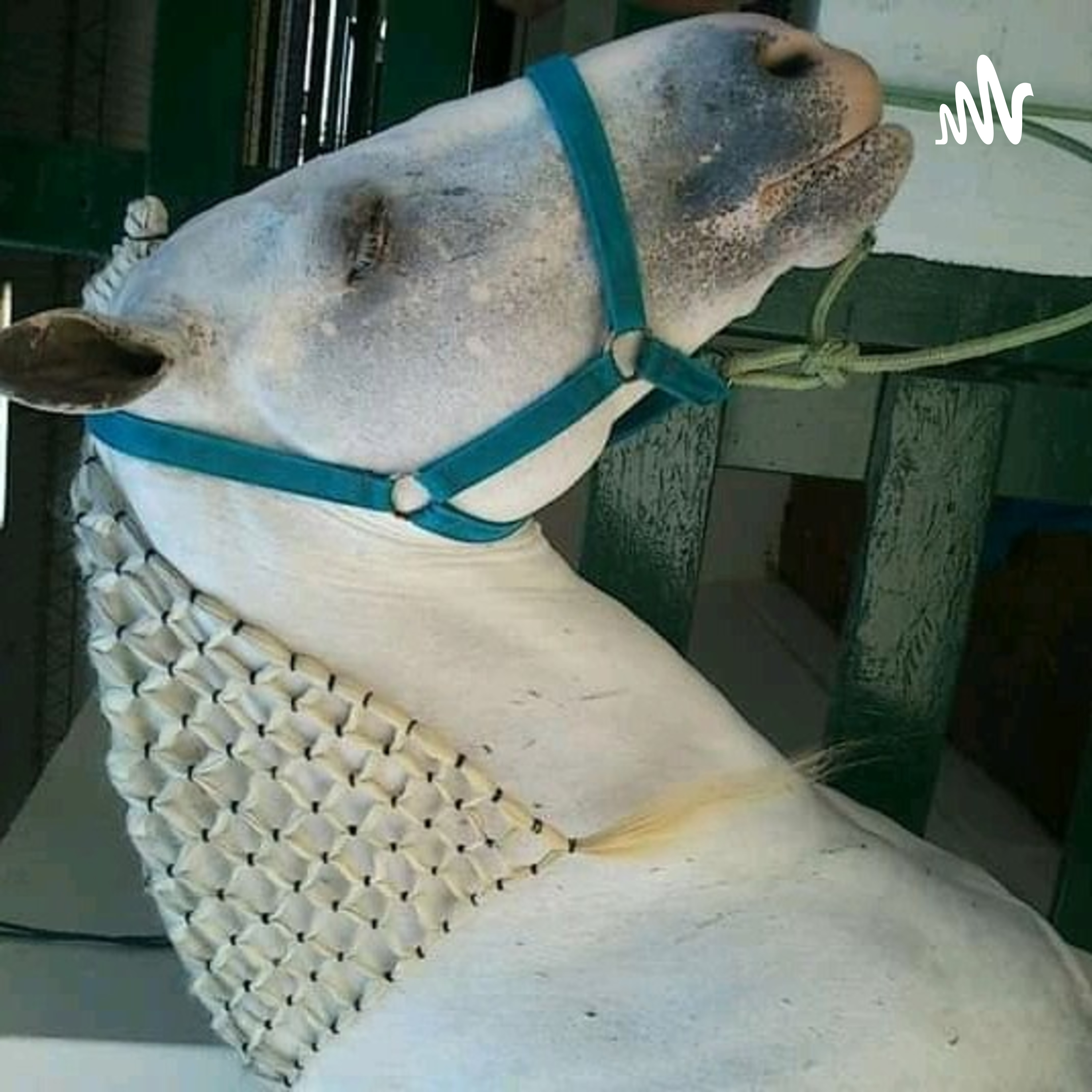 Forma correcta del llenado de las cantinas y transporte de la leche