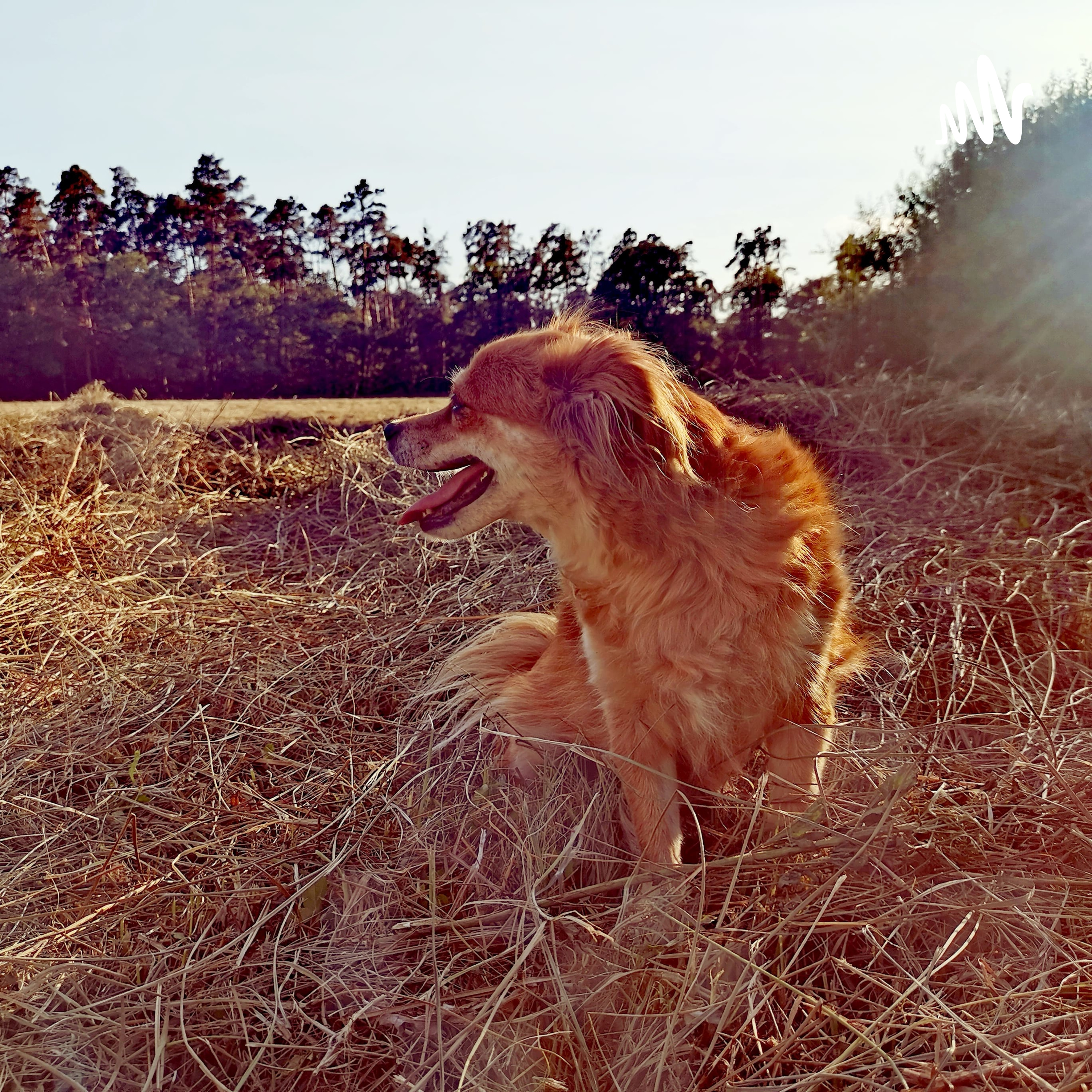 Meditation Communication Animale