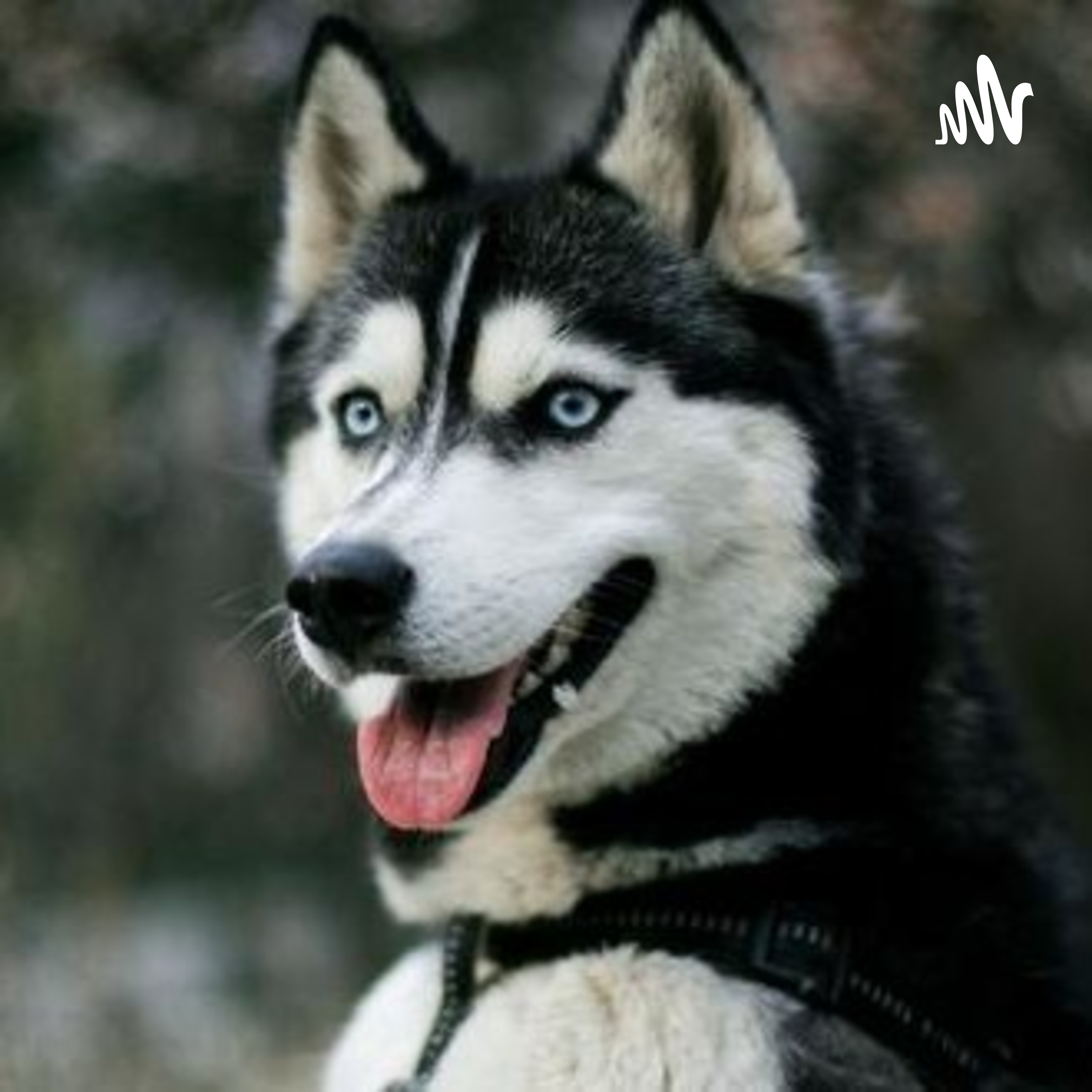 Podcast De La Novela "Los Ojos Del Perro Siberiano".