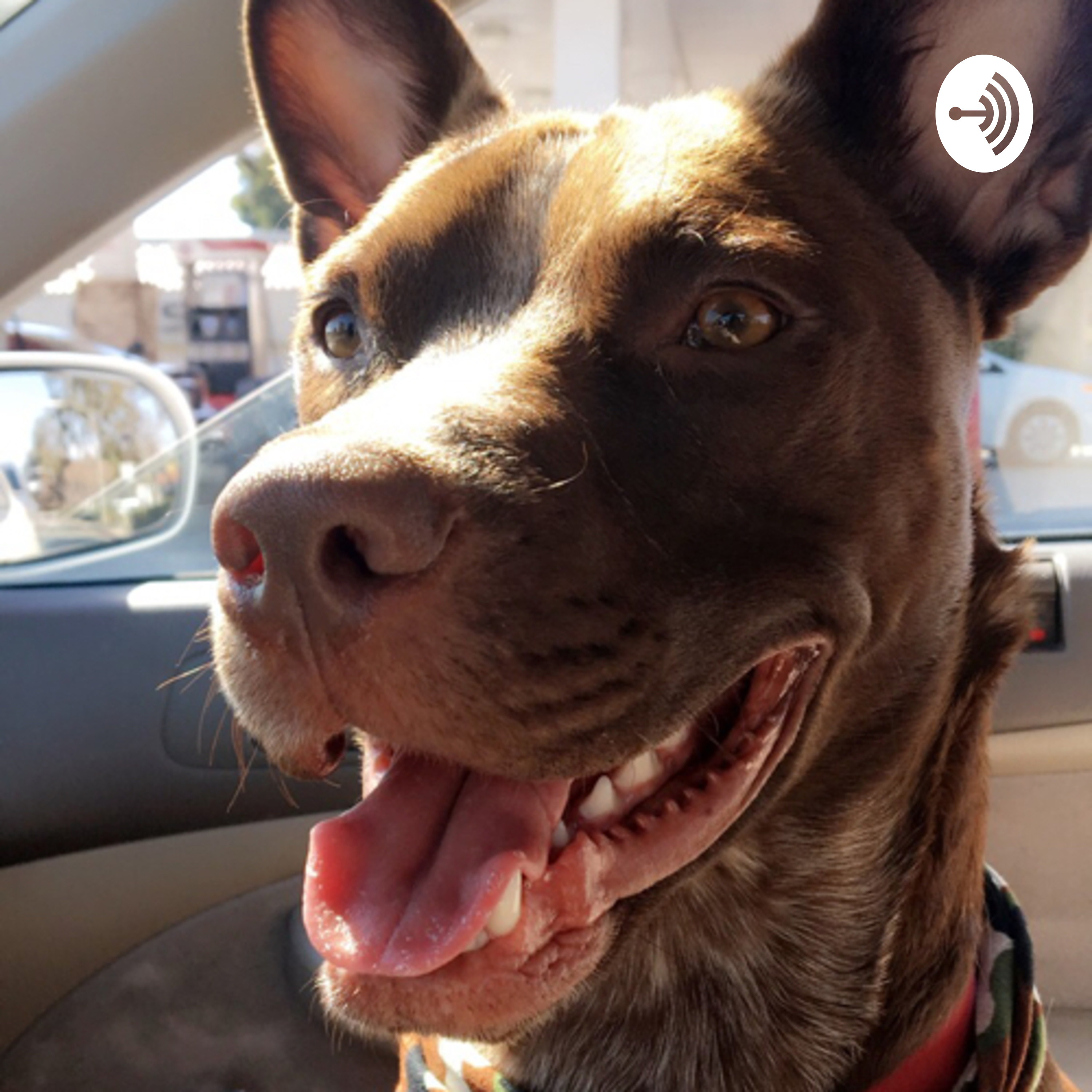 Pets podcast 