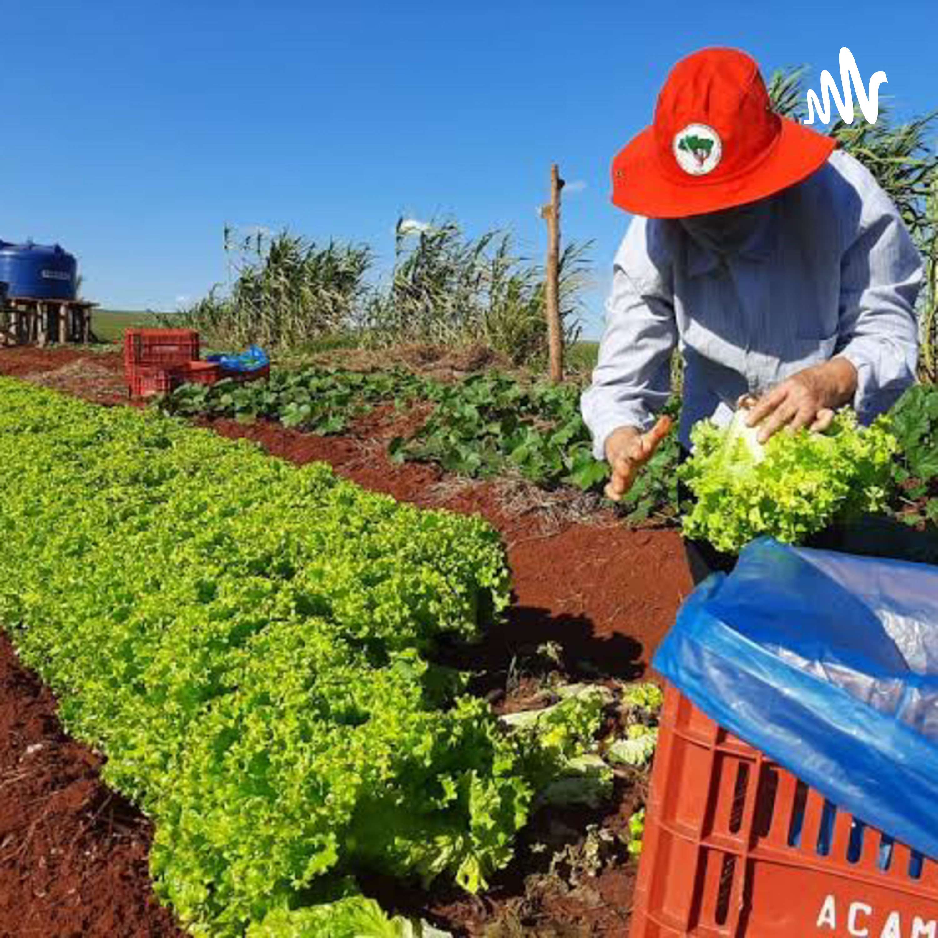 Reforma agrária e as lutas no campo do Brasil podcast artwork