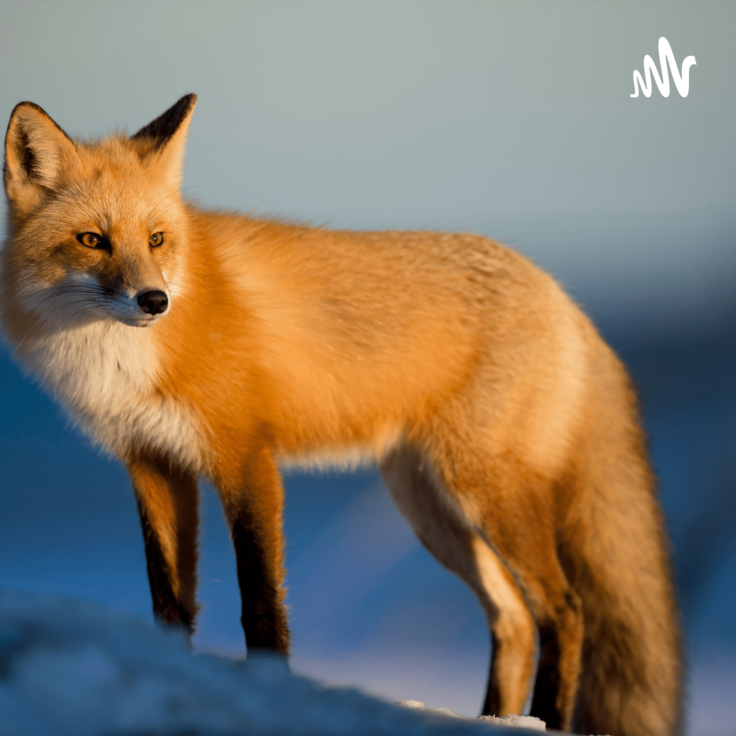A Short Story About The Fox