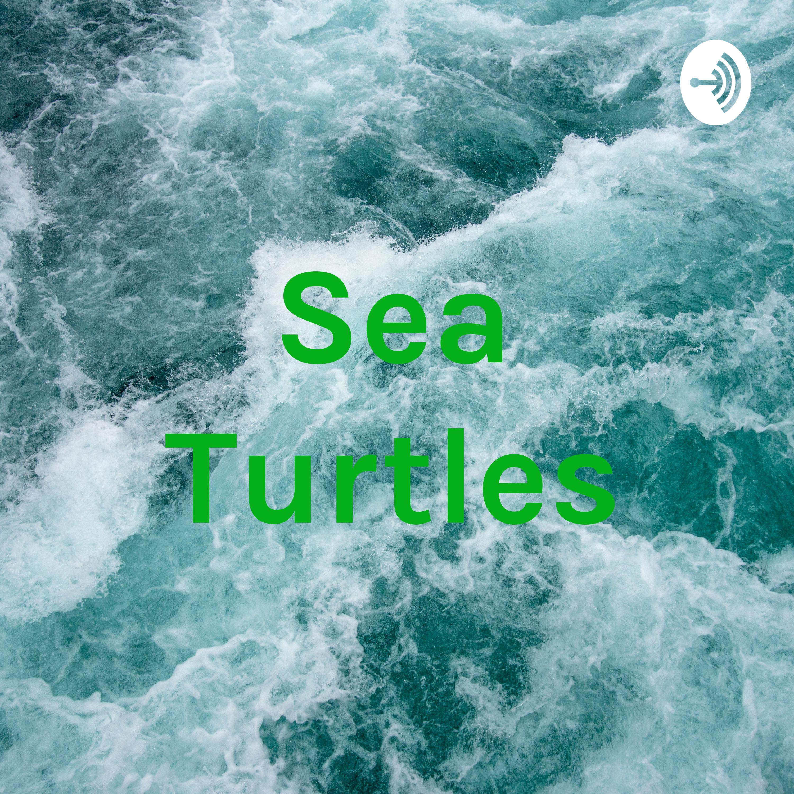 Sea Turtles
