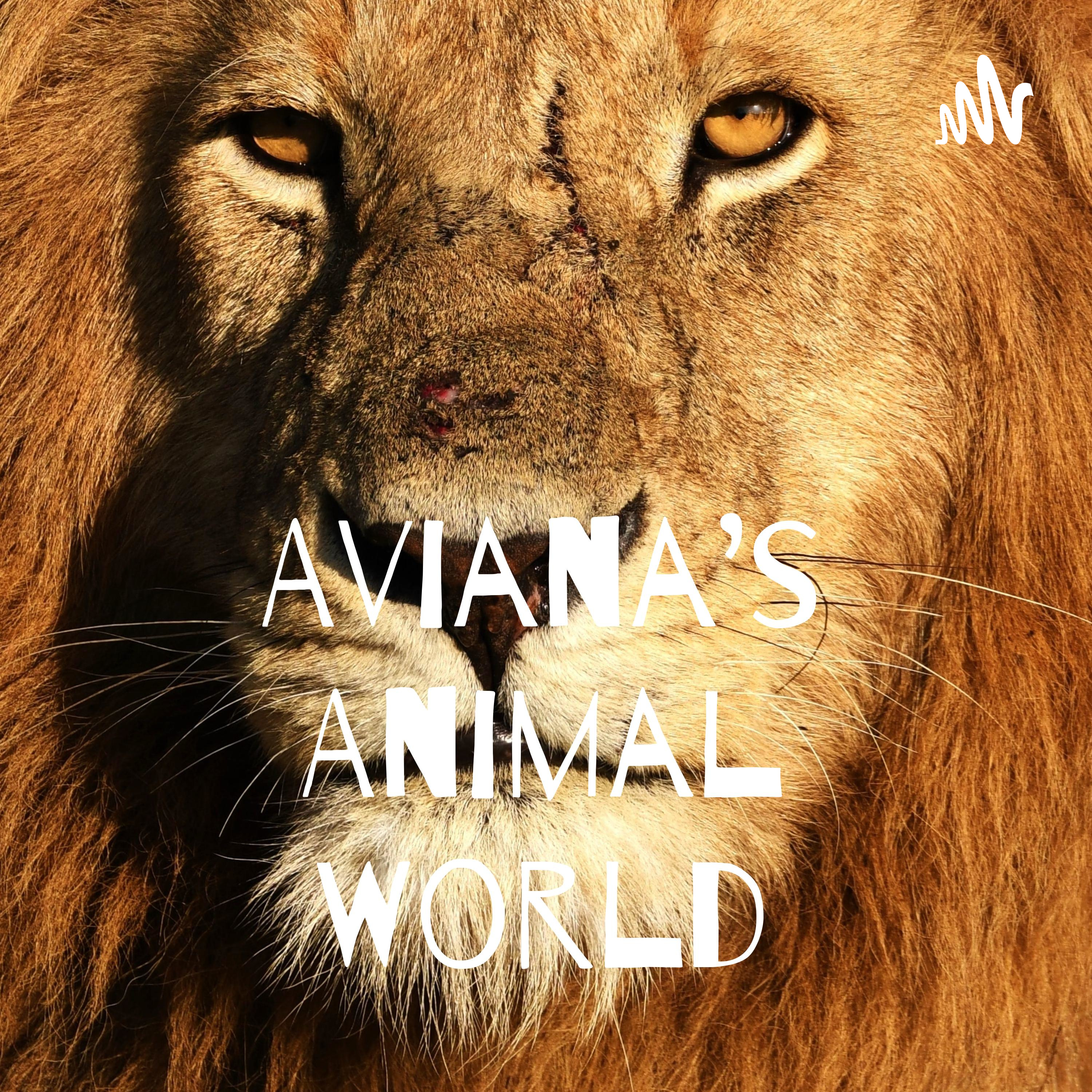 Aviana’s Animal World