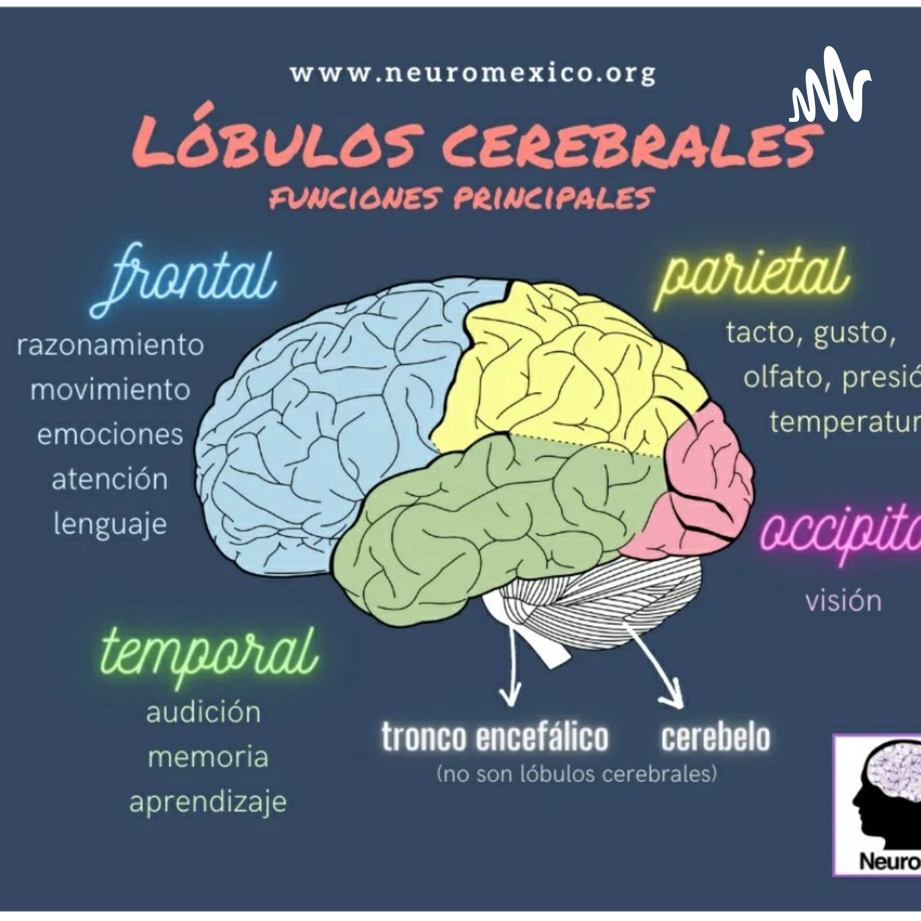 Los Lobulos Cerebrales