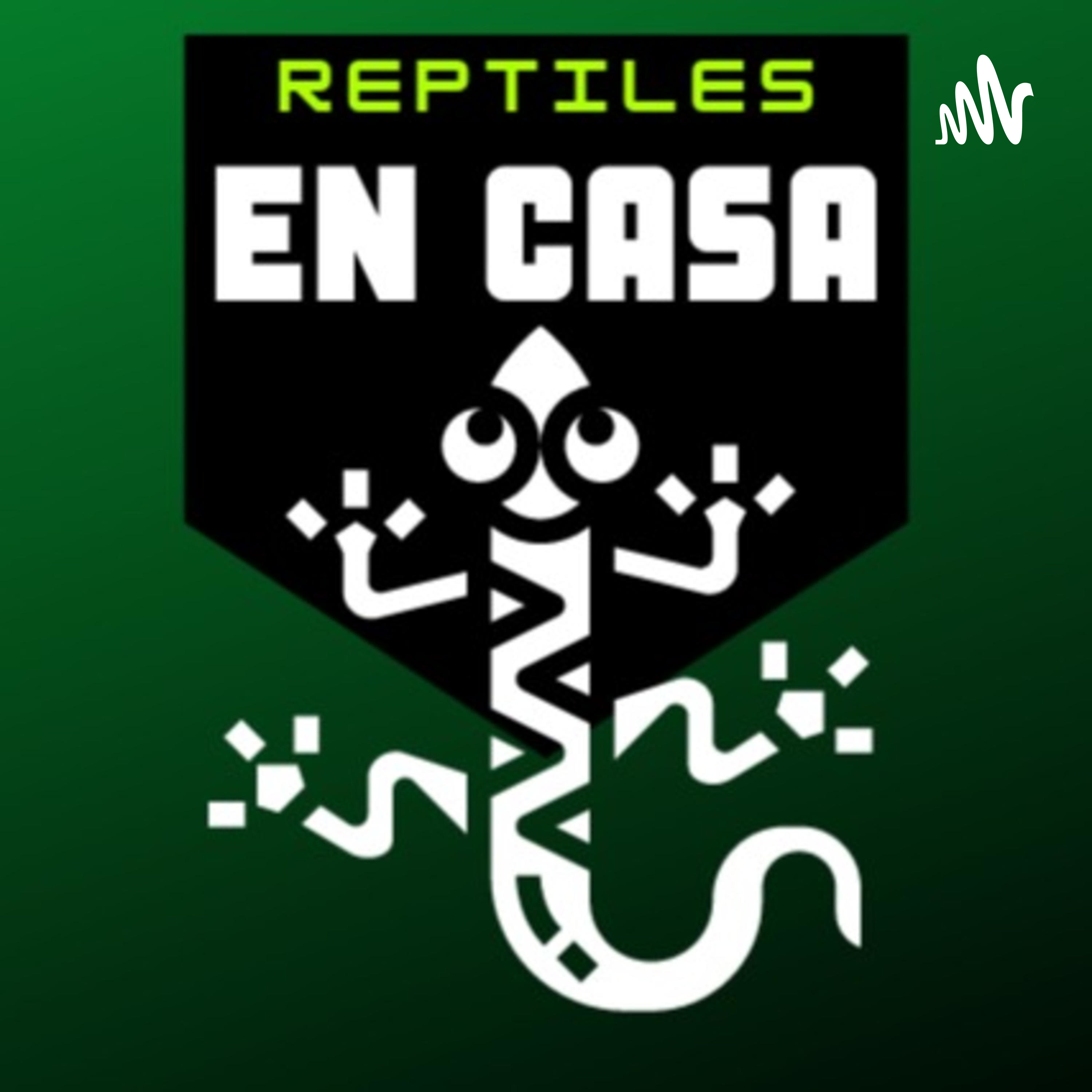 Reptiles en casa por Jack el camaleón
