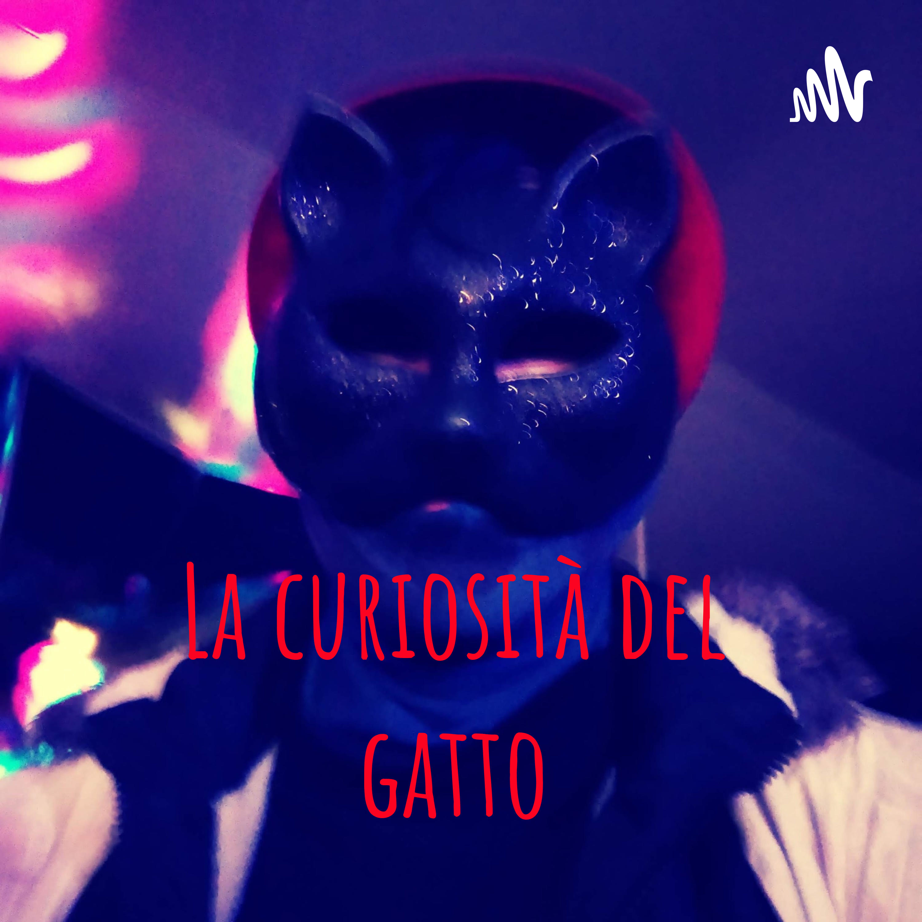 La curiosità del gatto