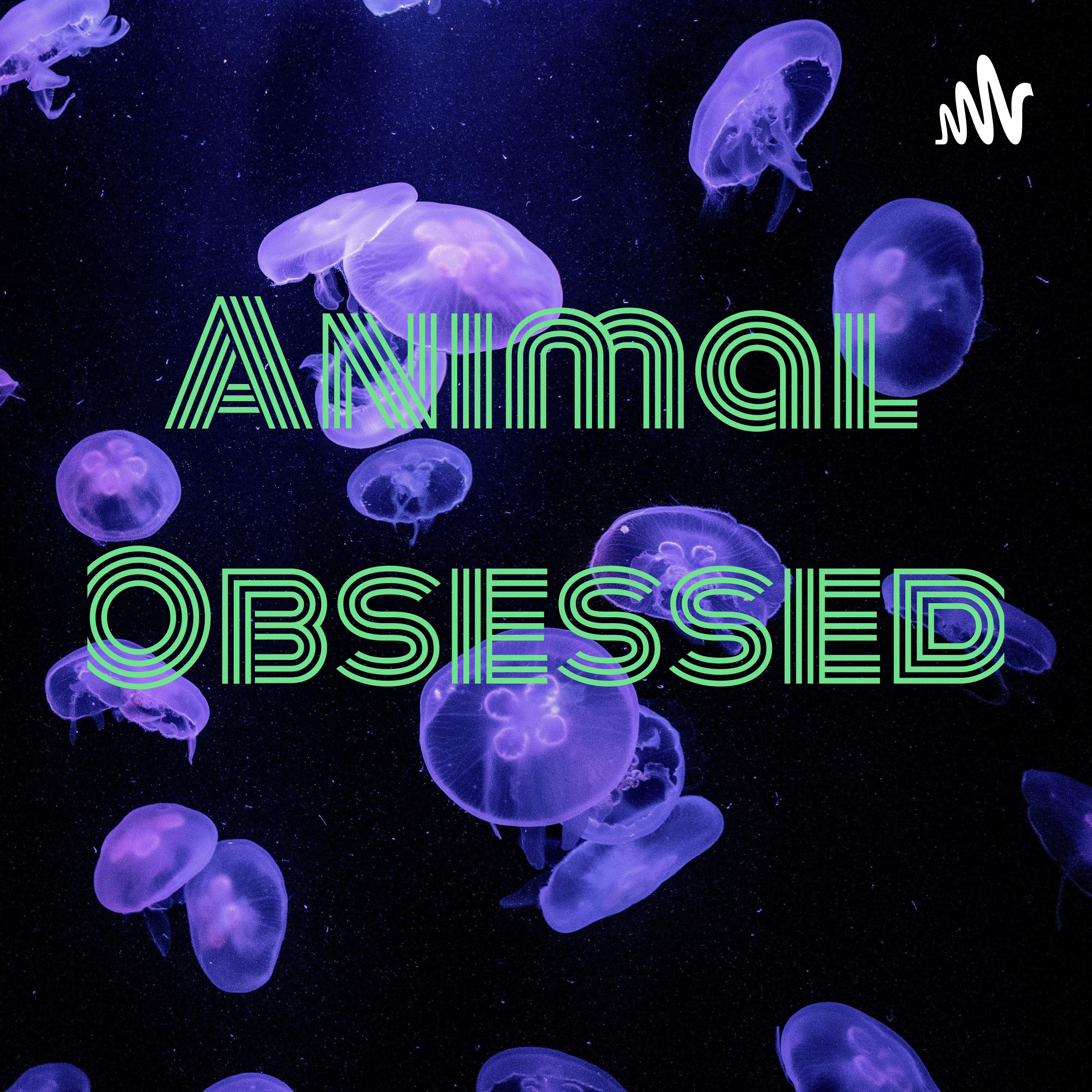 Animal Obsessed