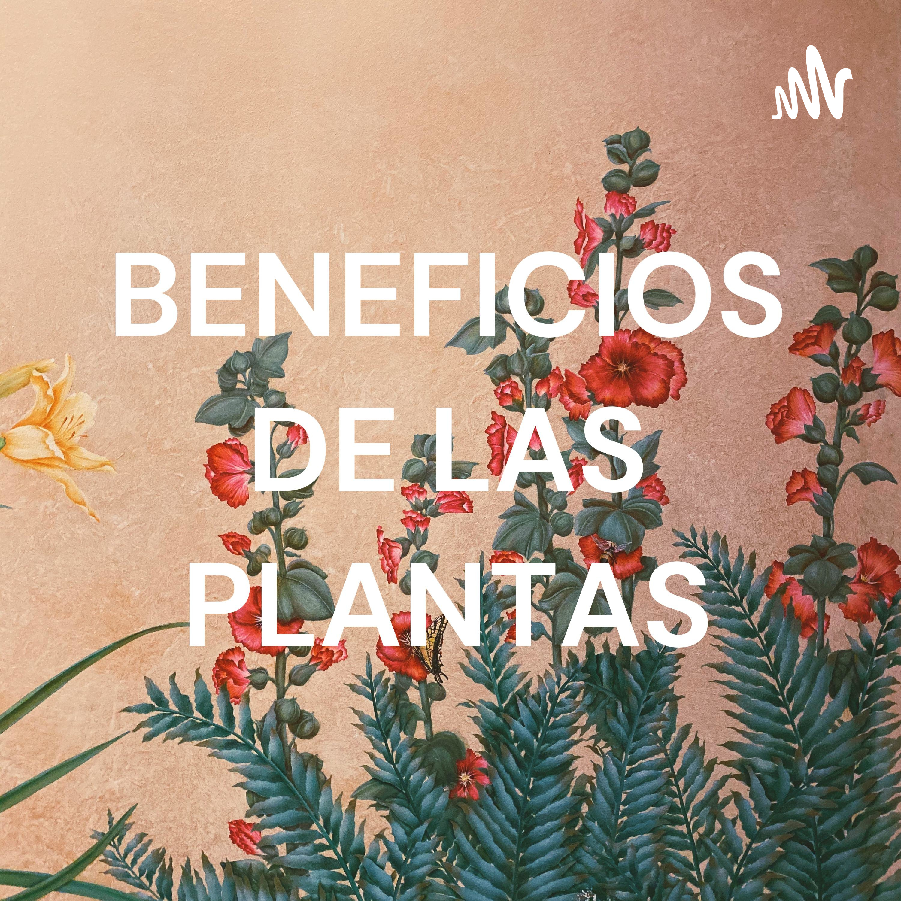 BENEFICIOS DE LAS PLANTAS