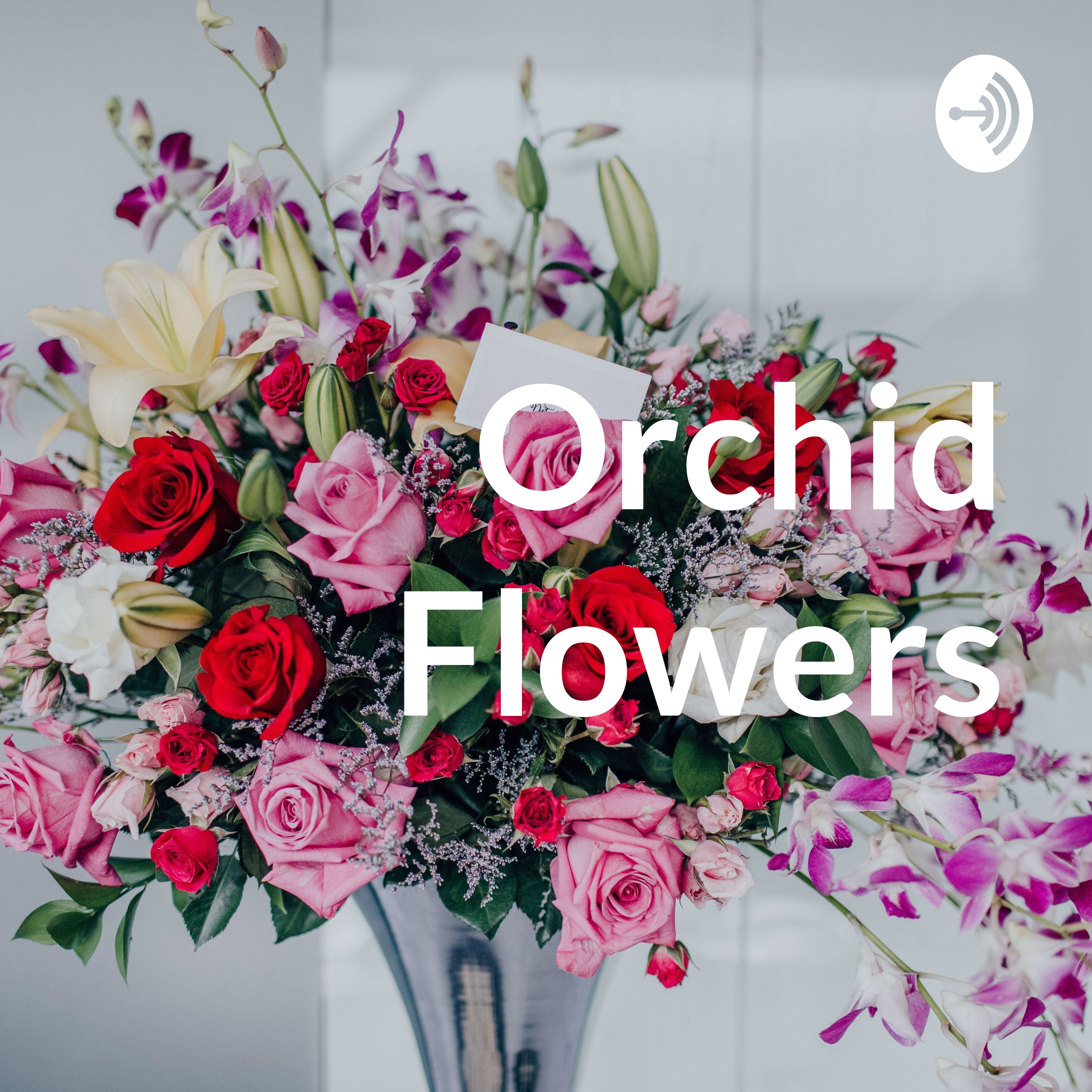 Orchid Flowers